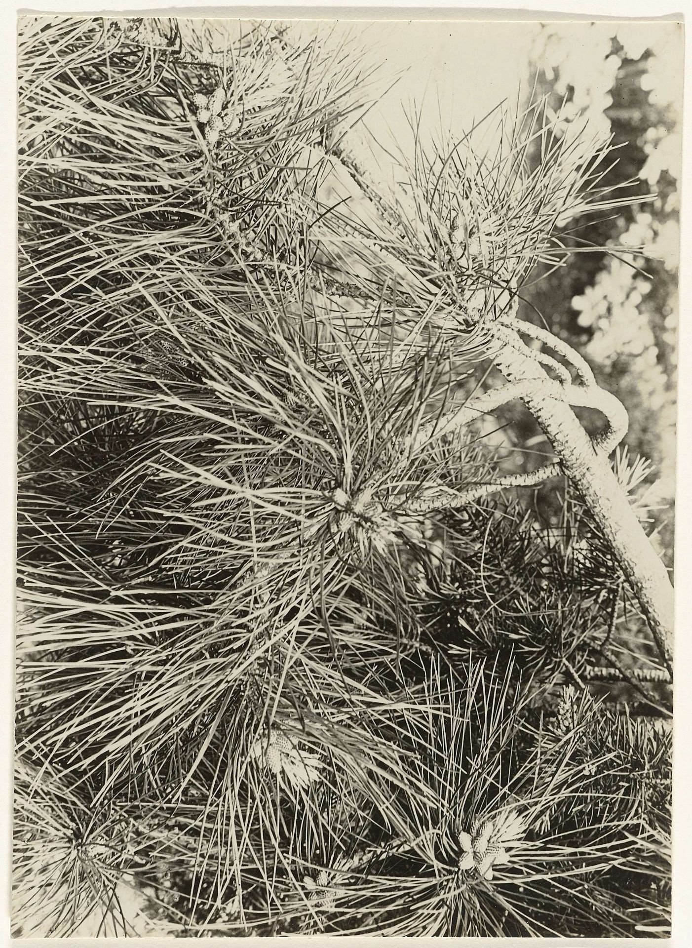 Pinus Austriaca by Richard Tepe