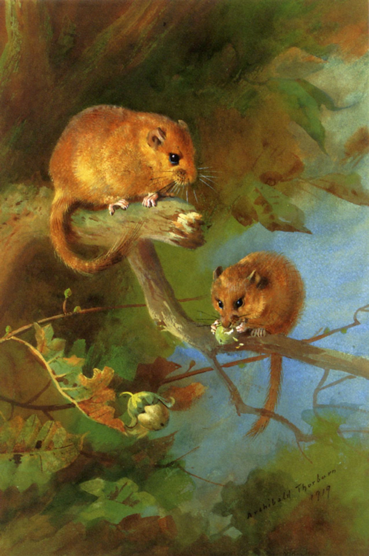 Dormice by Archibald Thorburn