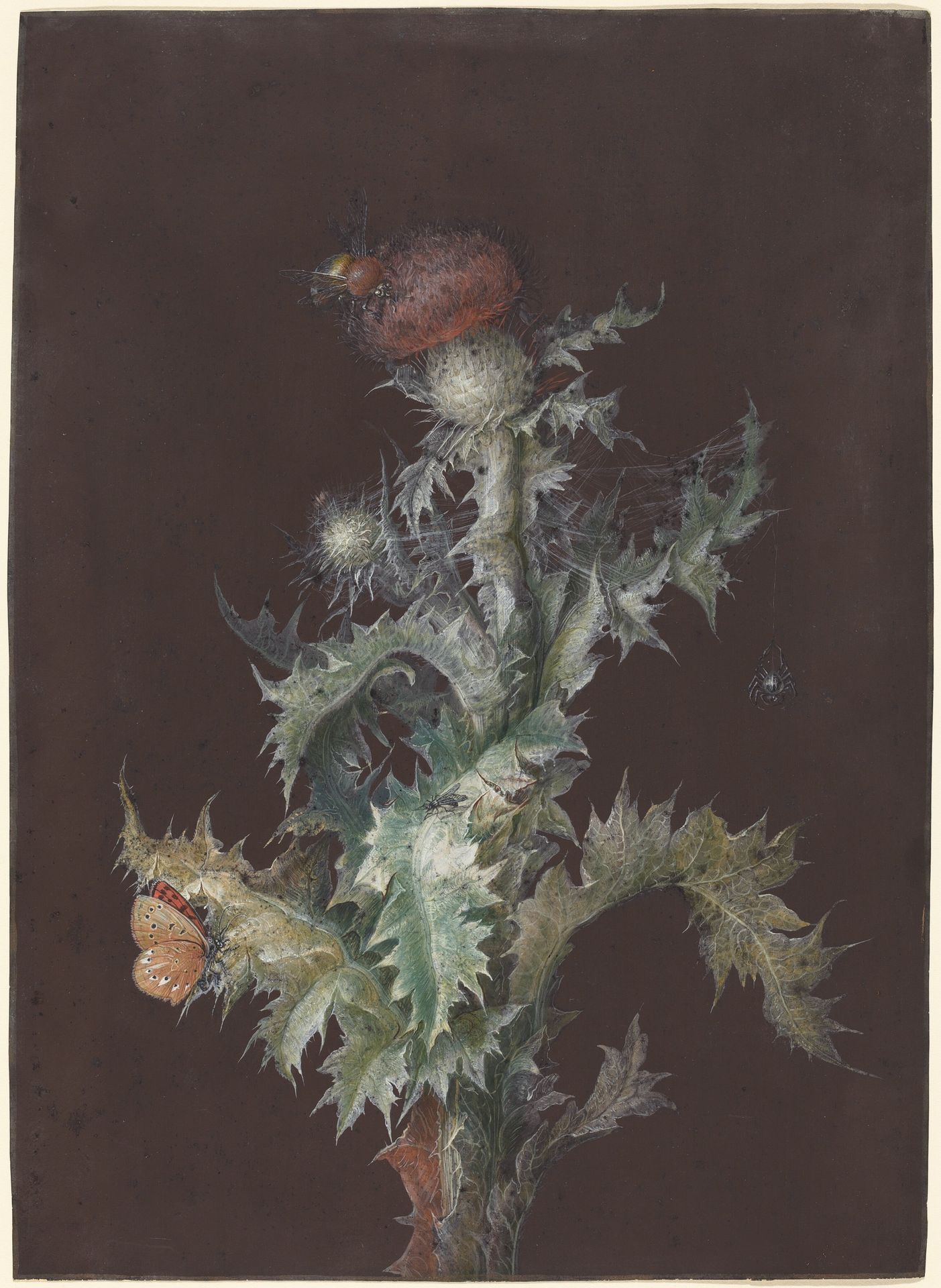 Thistle with Insects by Johann Christoph Dietzsch