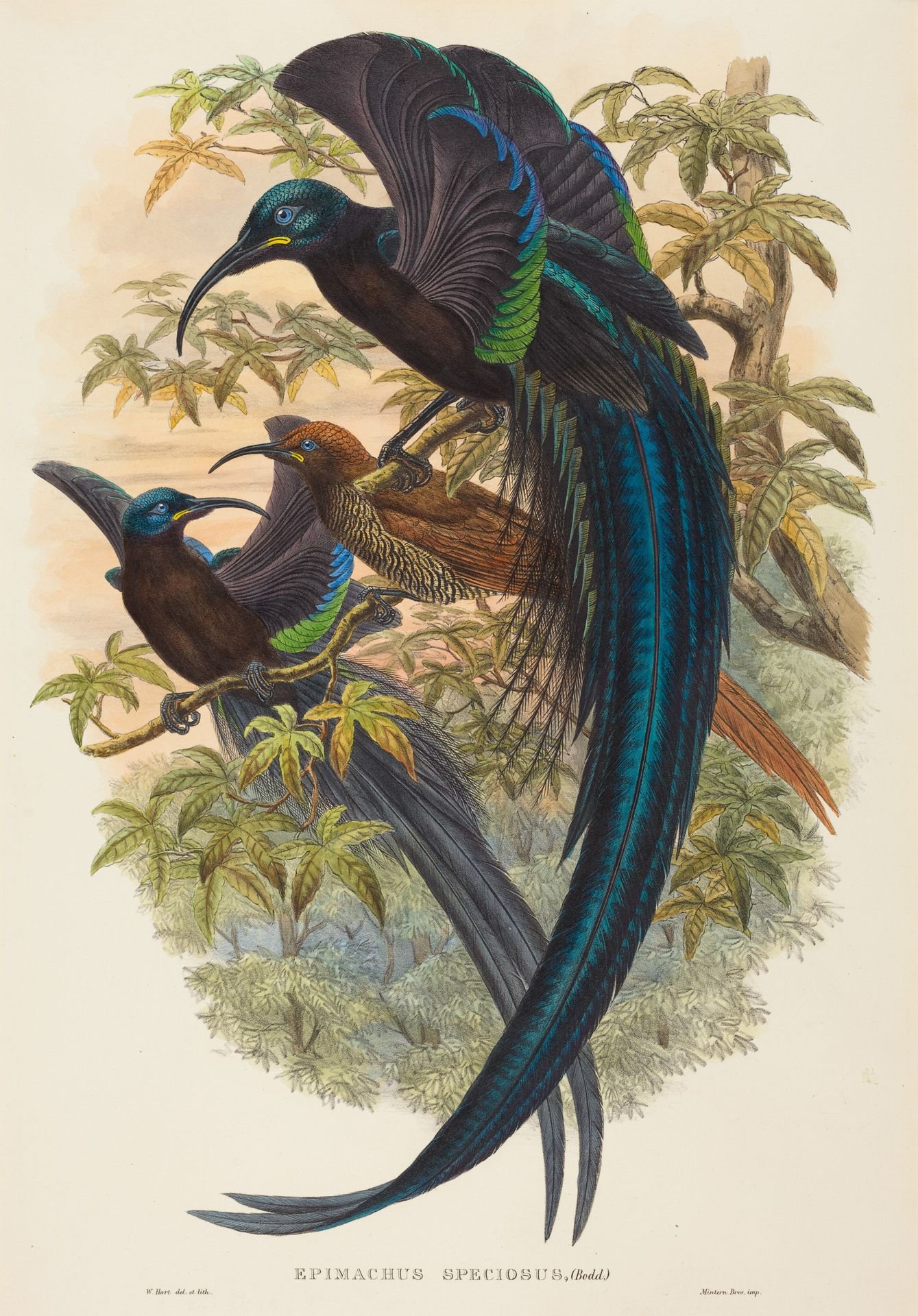 Epimachus speciosus (Sickle-billed Bird of Paradise) by W. Hart
