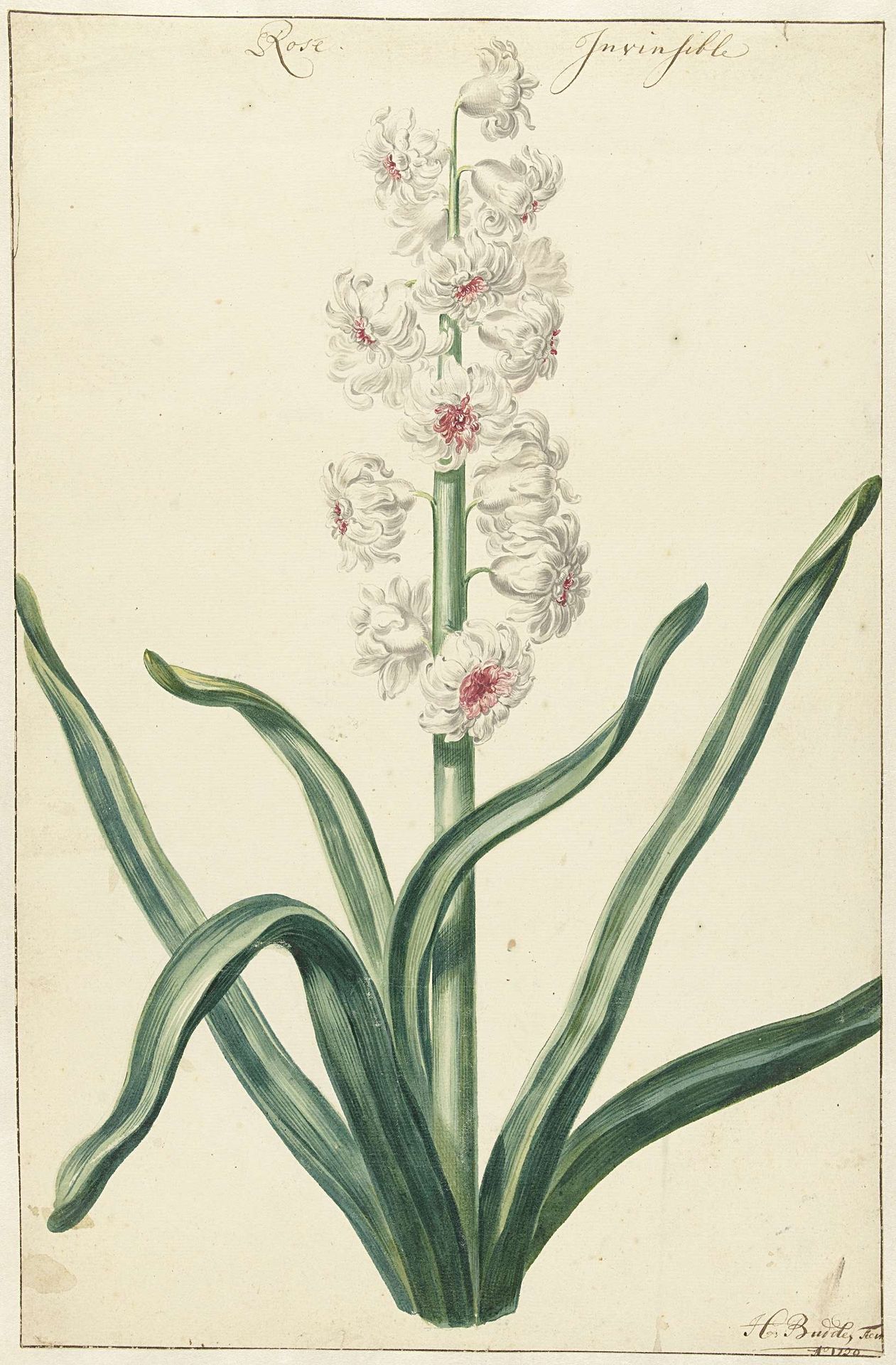 Witte hyacint by Hendrik Budde