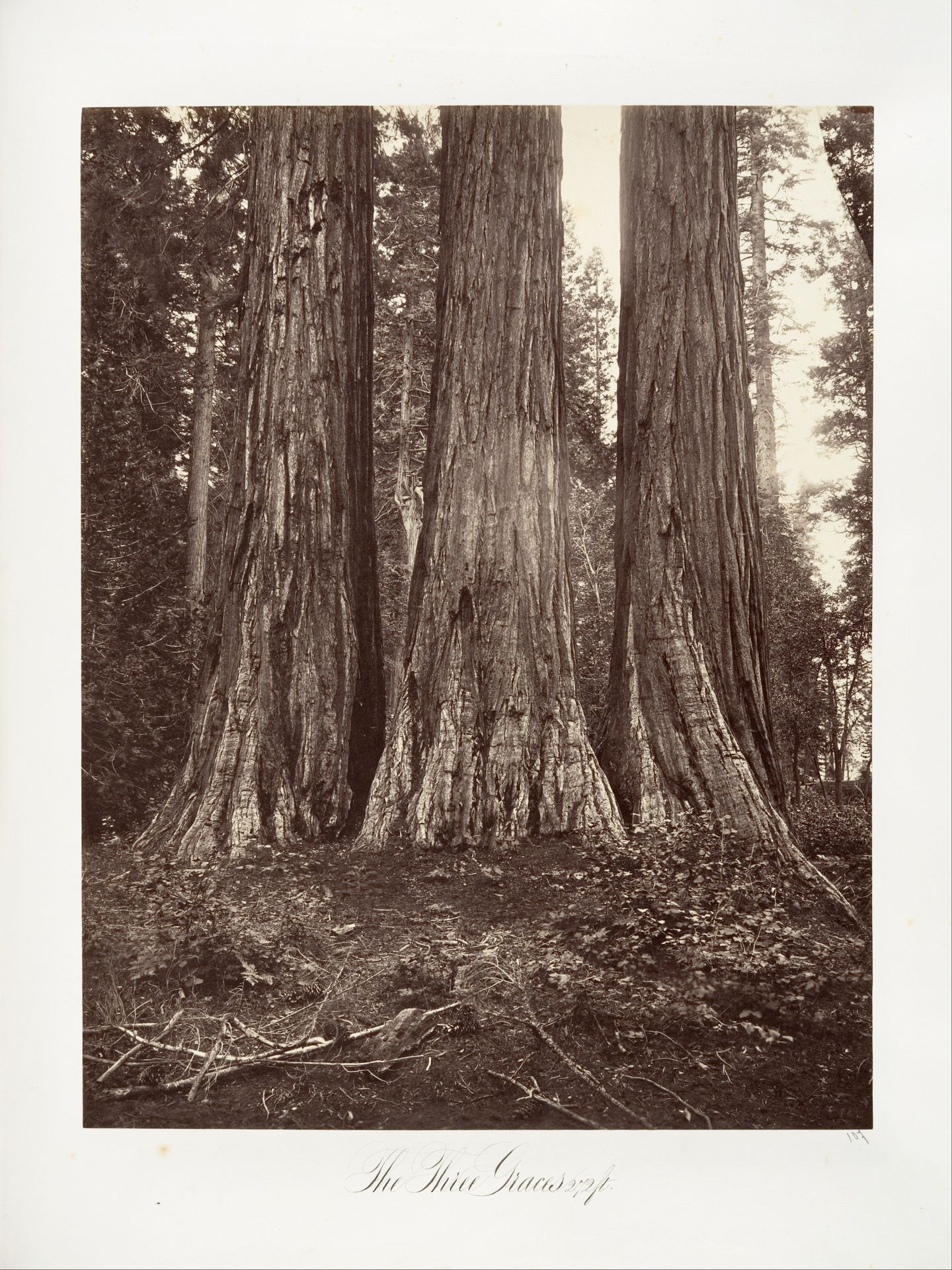 The Three Graces, 272 feet by Carleton E. Watkins