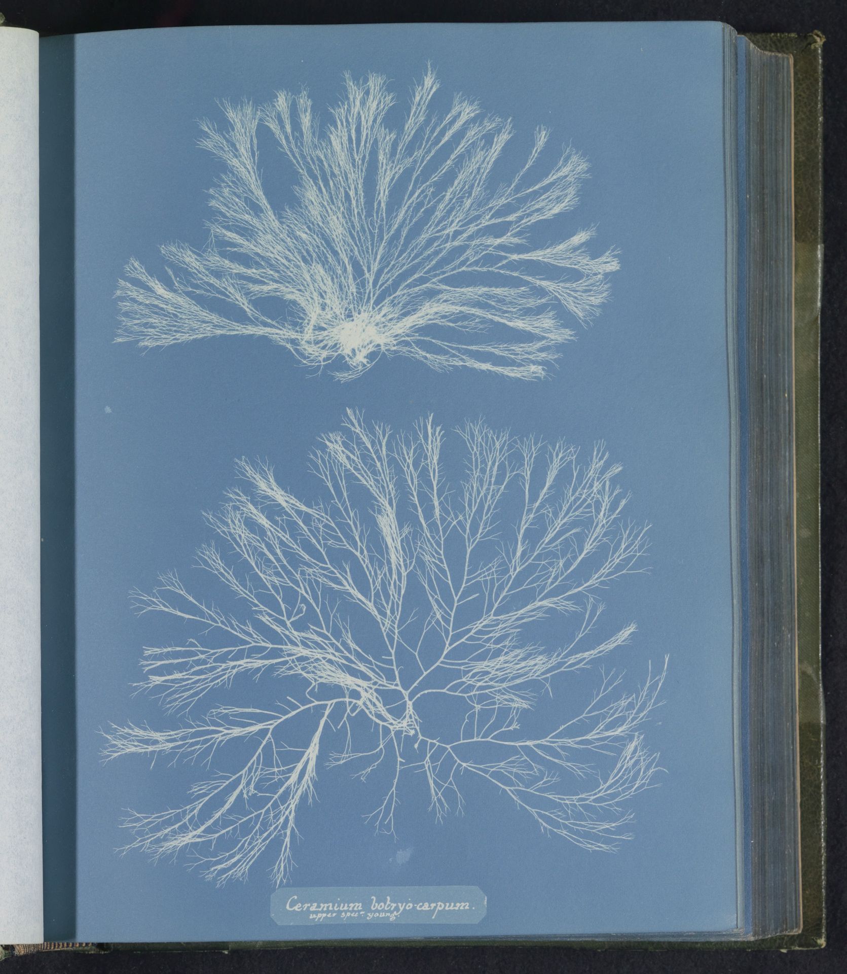 Ceramium botryocarpum / upper spec[ime]n young by Anna Atkins