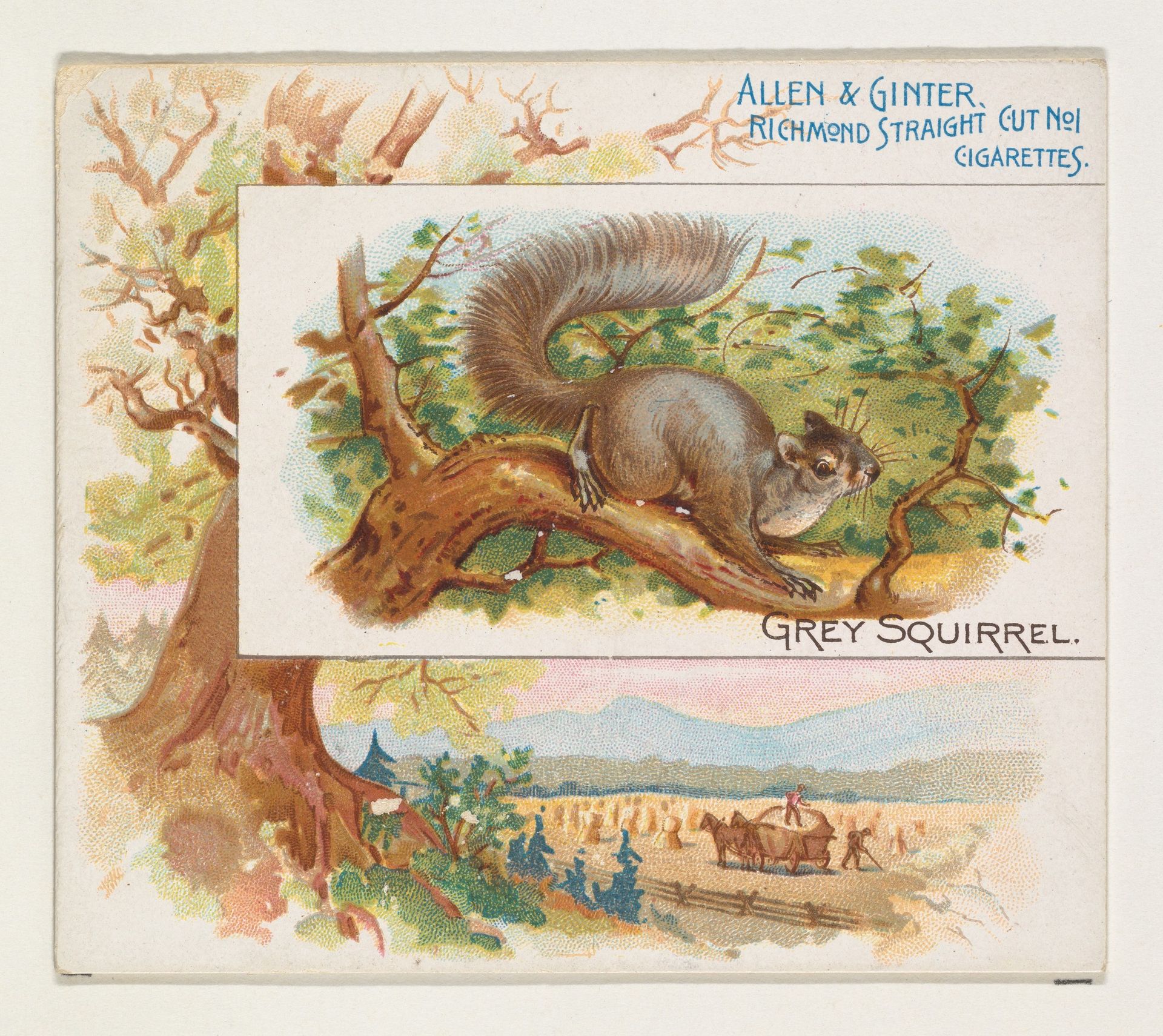 Grey Squirrel, from Quadrupeds series (N41) for Allen & Ginter Cigarettes by Allen & Ginter
