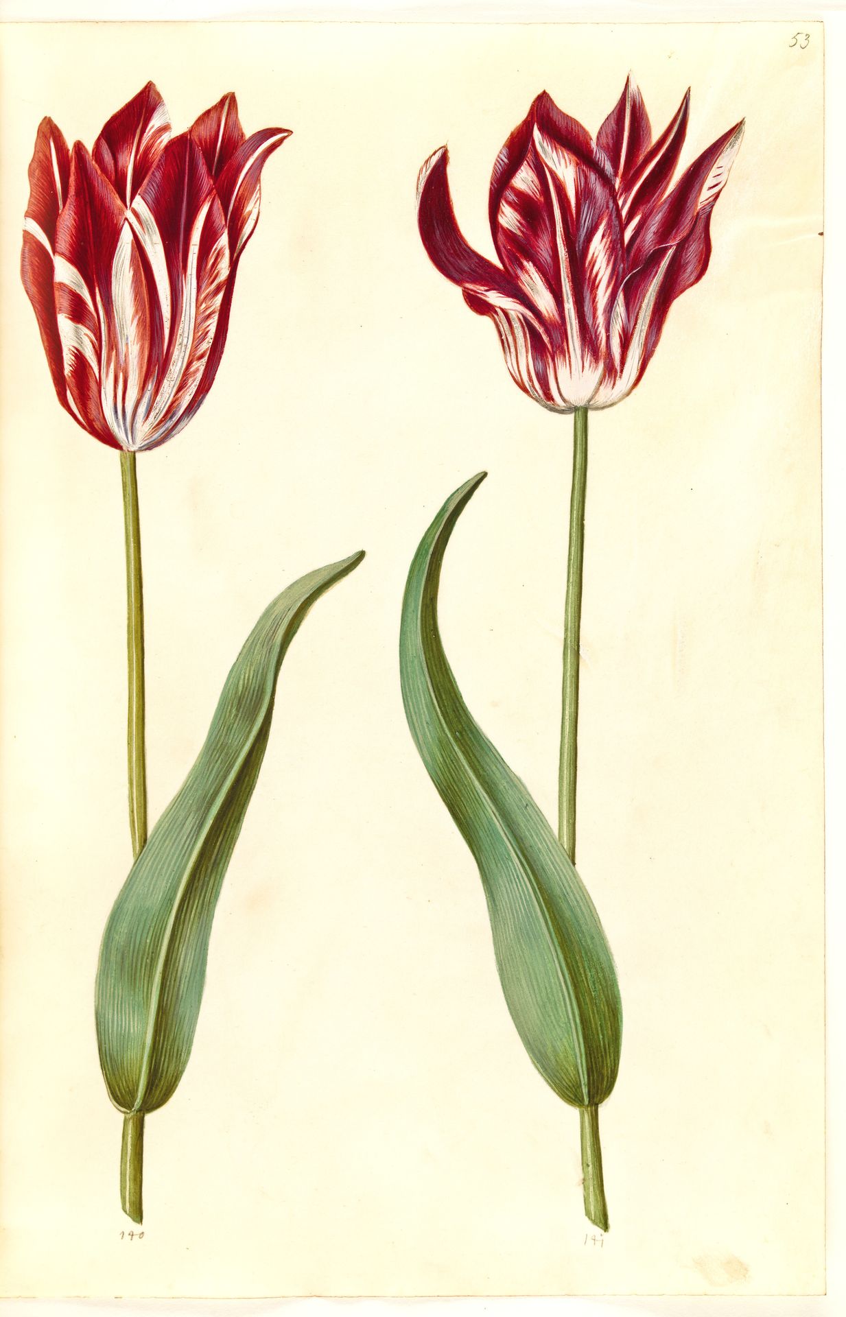 Tulipa gesneriana (have-tulipan) by Hans Simon Holtzbecker