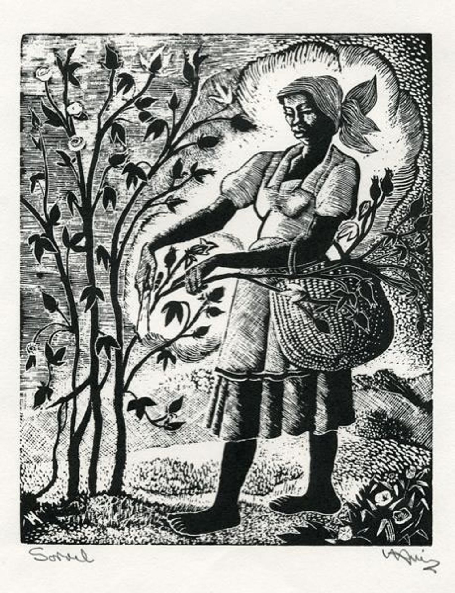 Sorrel by Albert Huie