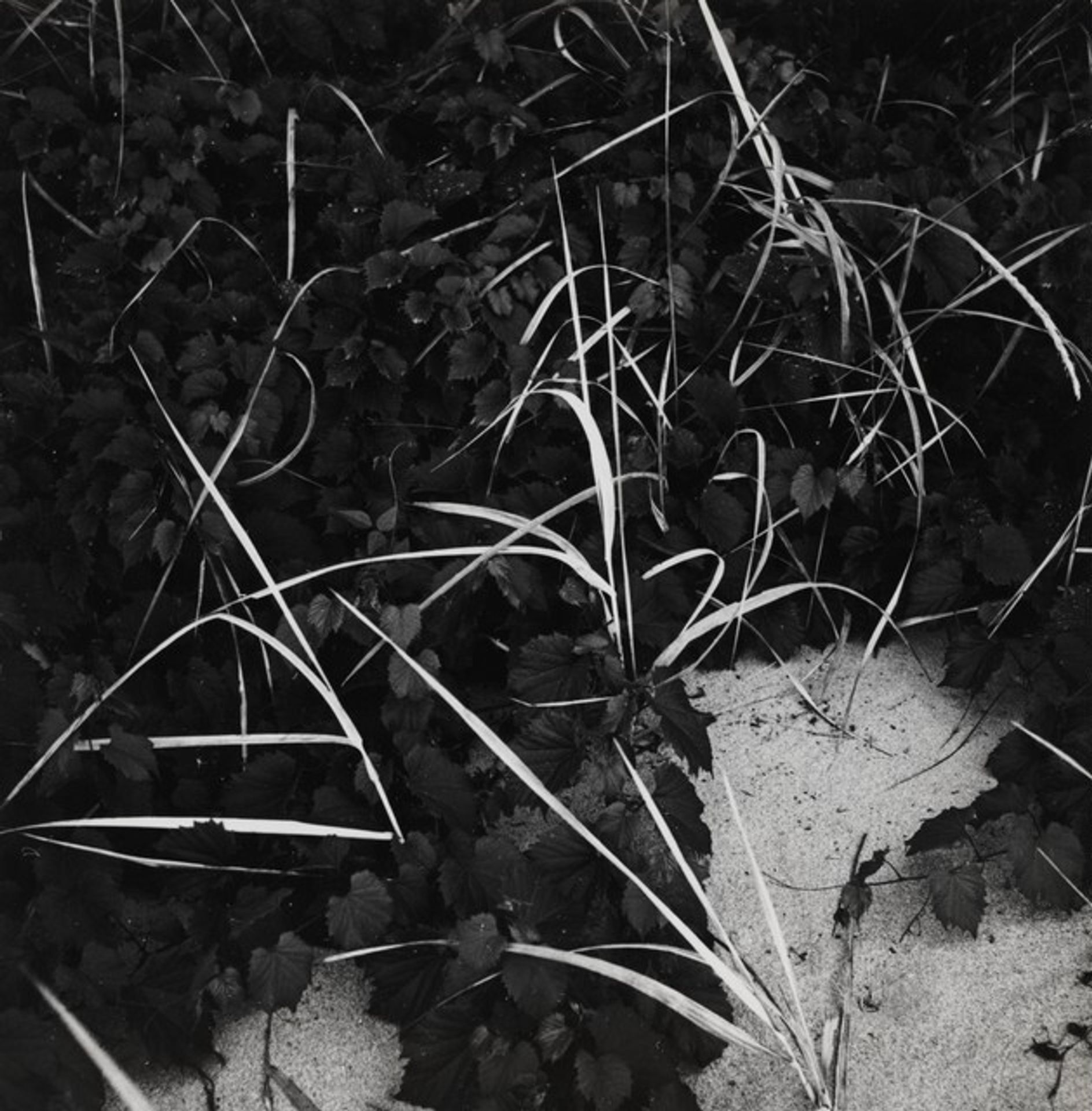 Lake Michigan by Harry Callahan