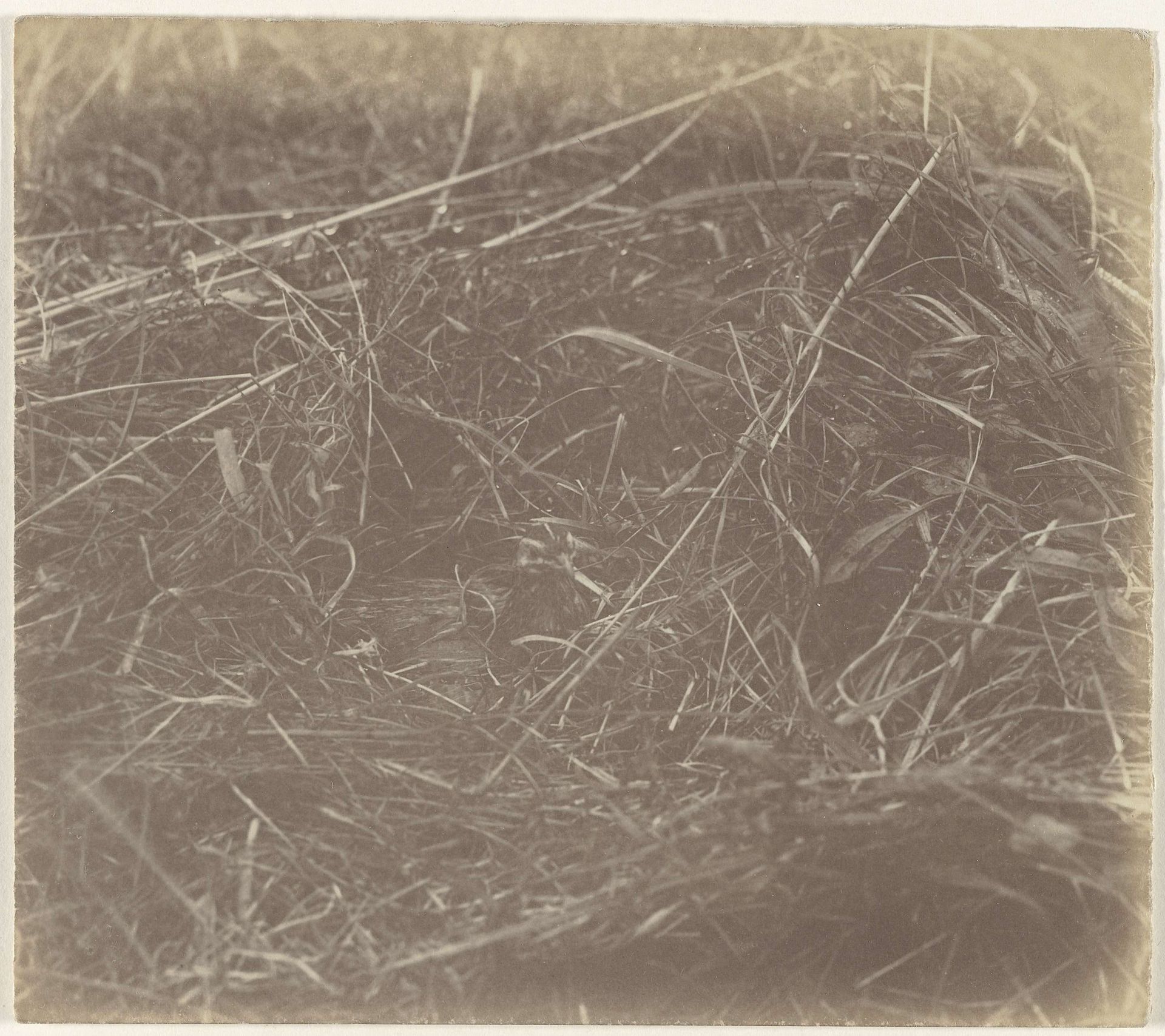 Vogel in het veld by Richard Tepe