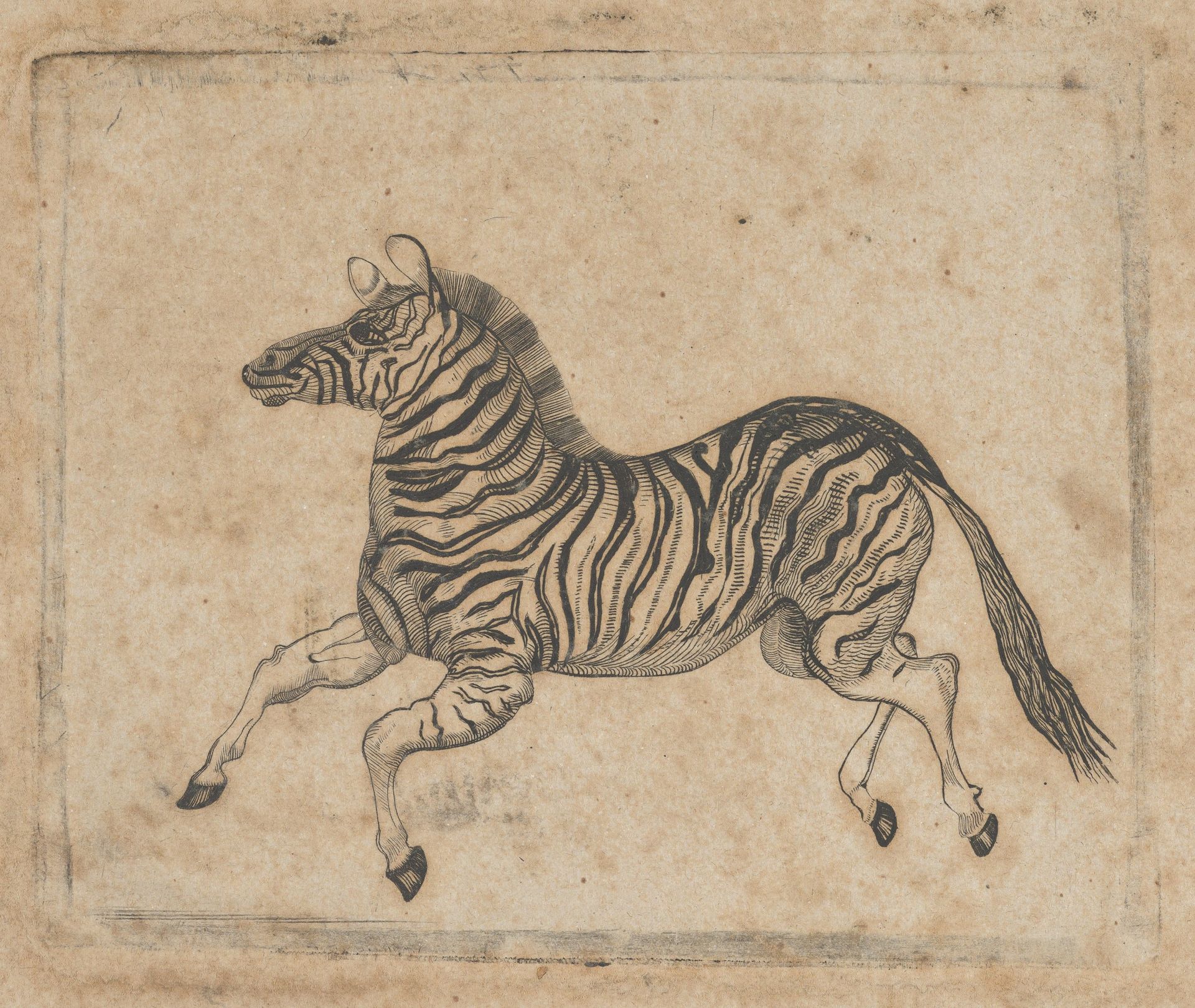 Banknote vignette showing a zebra by Asher Brown Durand