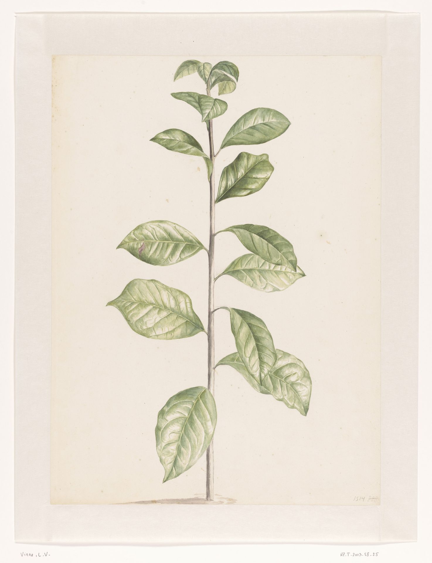 Arabische koffieplant by Laurens Vincentsz. van der Vinne