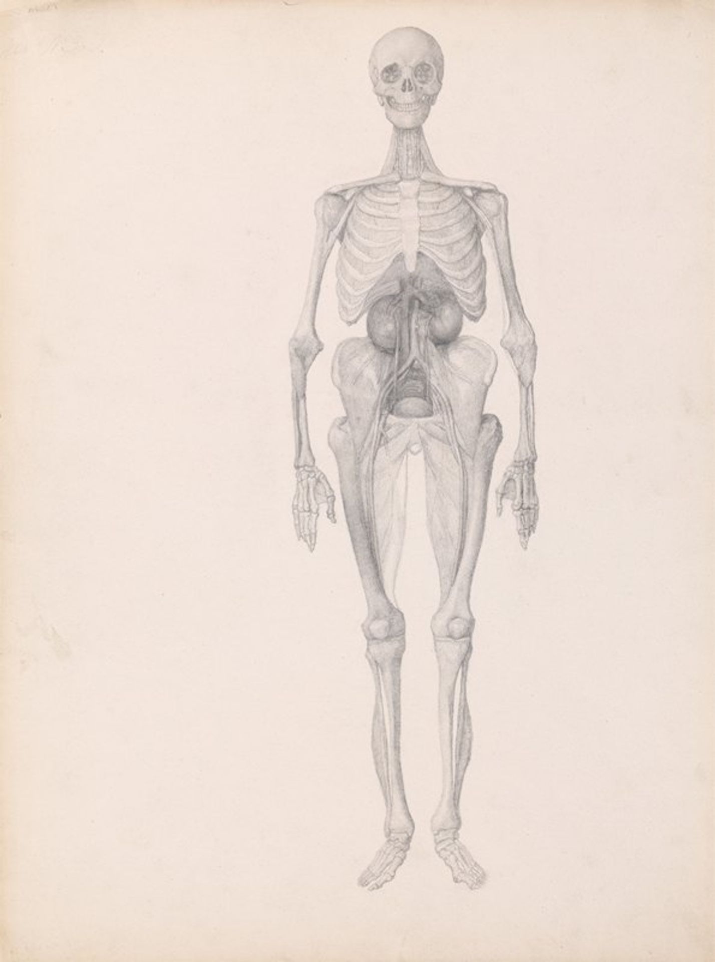 Human Figure, Anterior View by George Stubbs