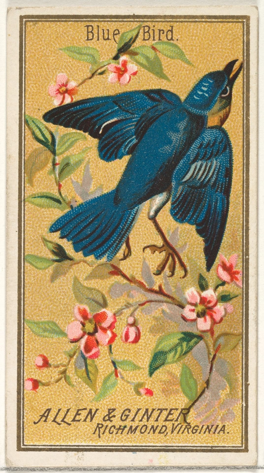 Blue Bird, from the Birds of America series (N4) for Allen & Ginter Cigarettes Brands by Allen & Ginter