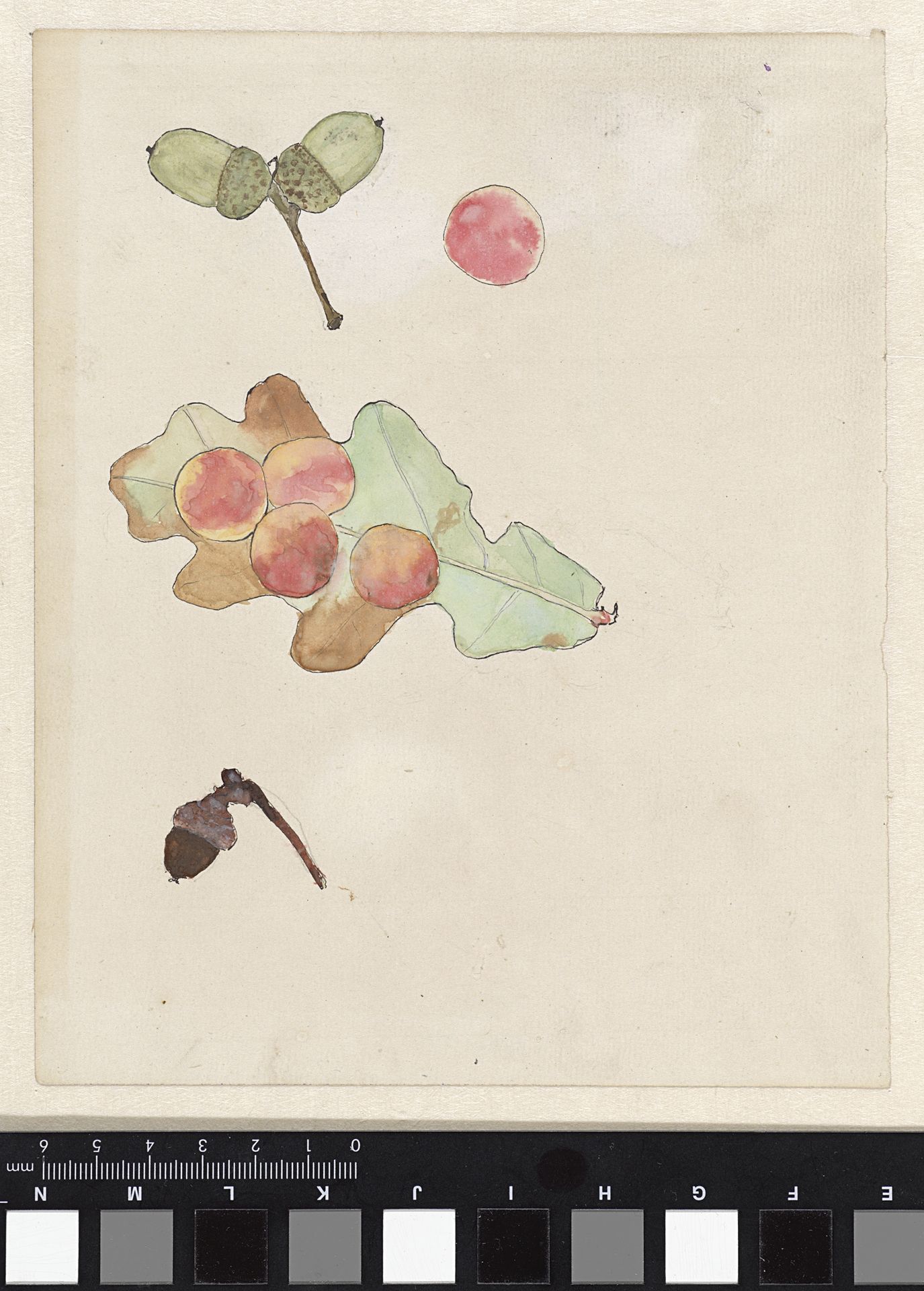 Eikenblad met gallen en eikels by Theo Nieuwenhuis