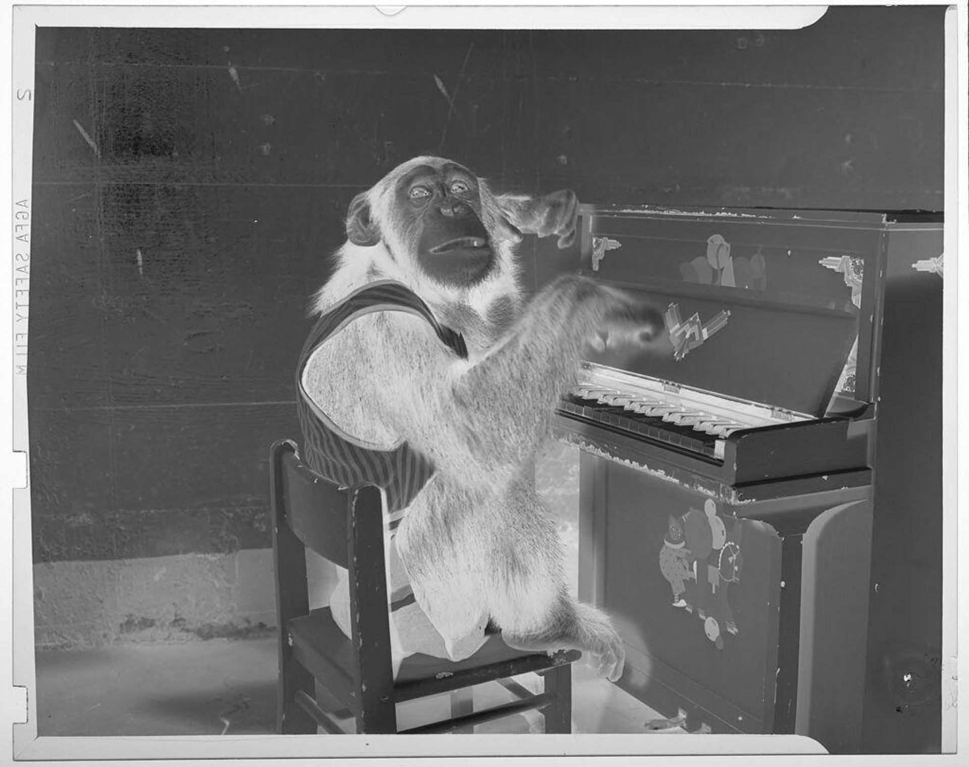 Untitled (animals in zoo band; a monkey playing the piano) by Jack Gould