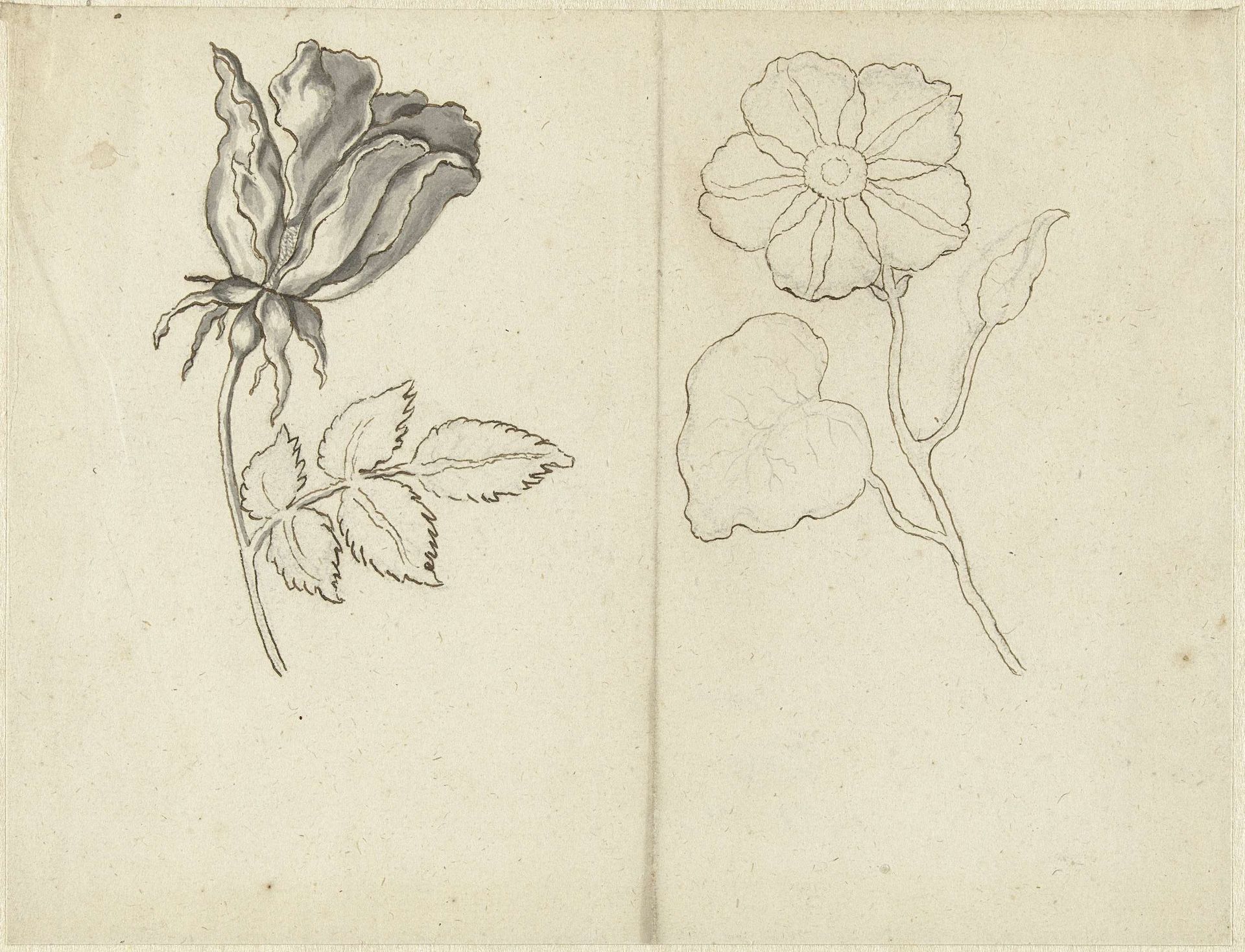 Studieblad met een roos en een ranonkel (?) by Bernard Picart