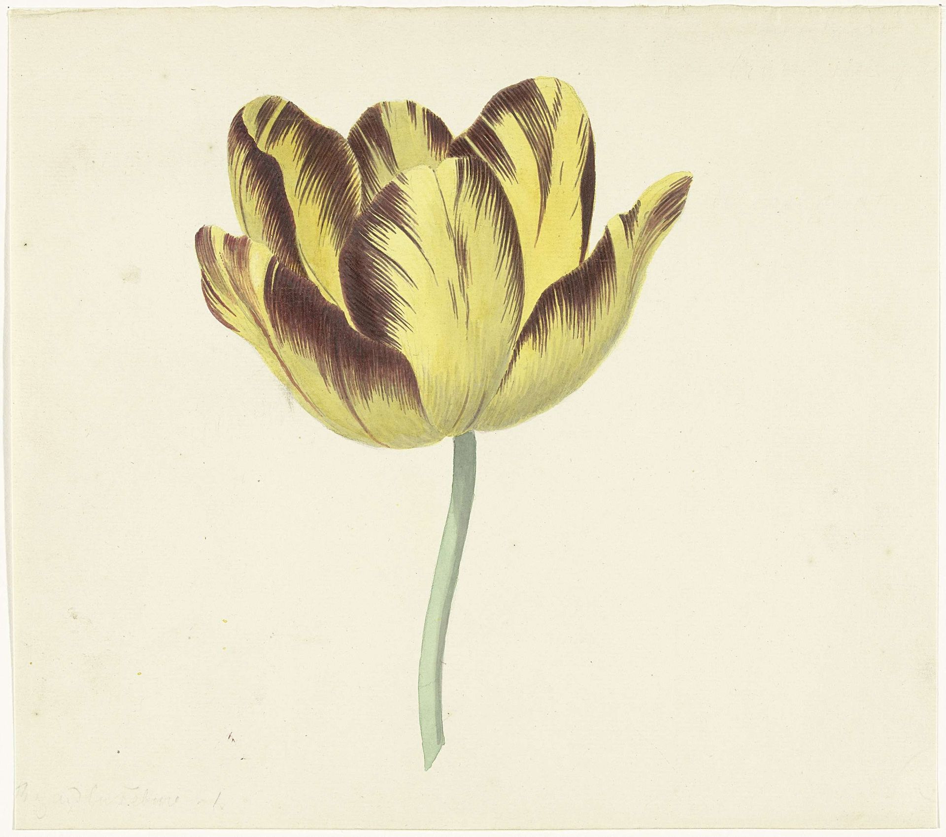 Tulp genaamd Bizard Le Febure No. 1 by Cornelis van Noorde