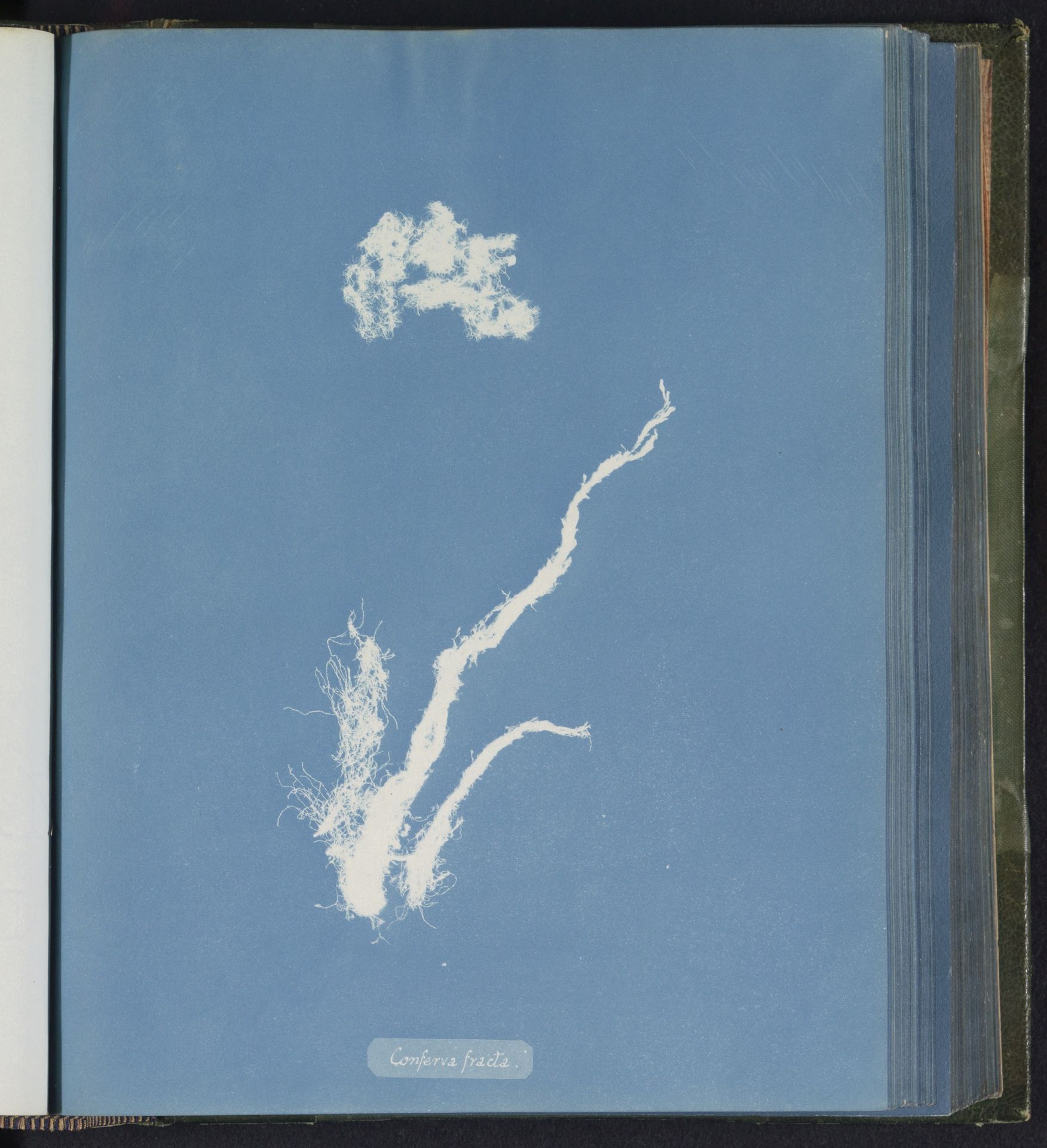 Conferva fracta by Anna Atkins