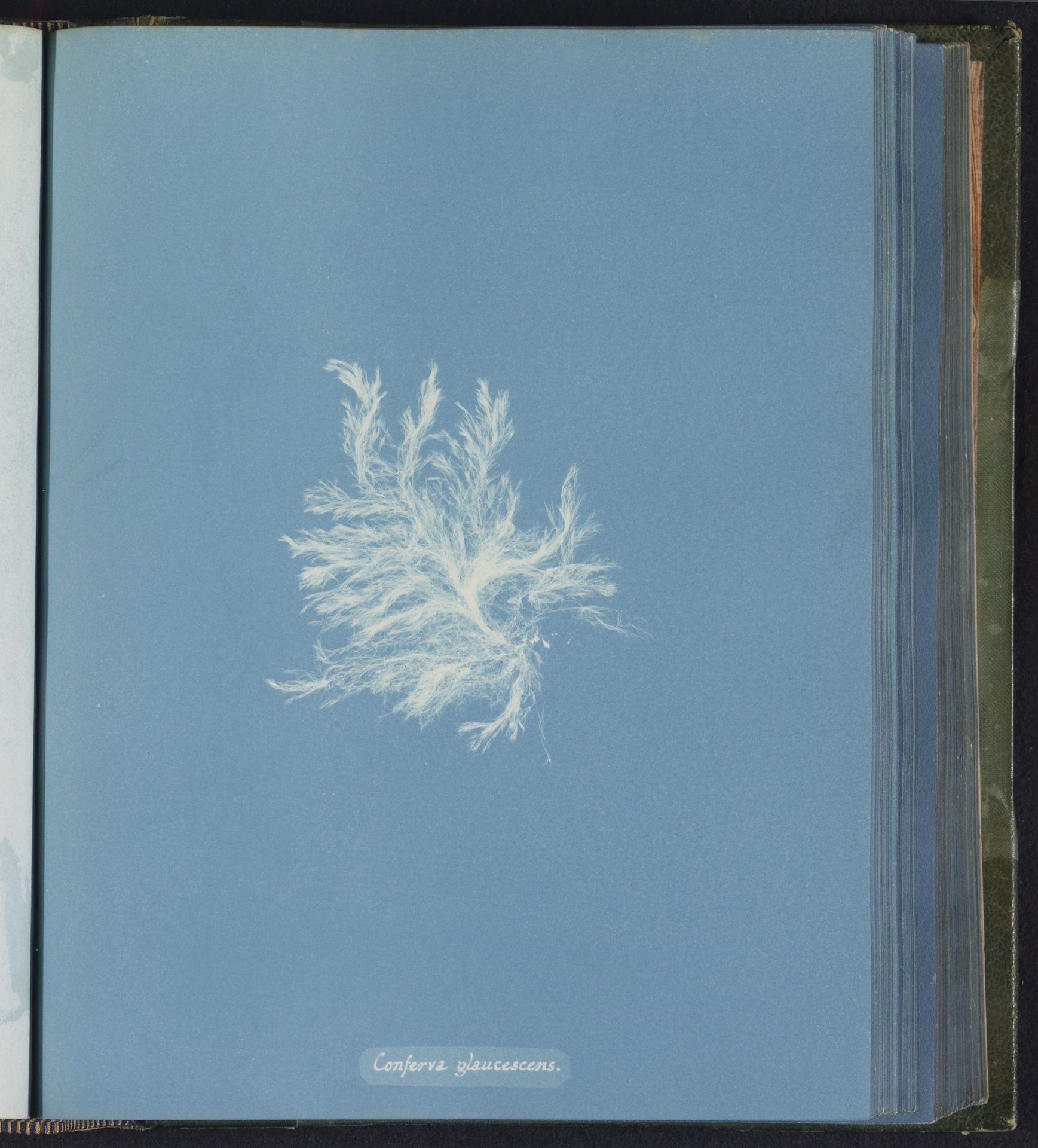 Conferva glaucescens by Anna Atkins