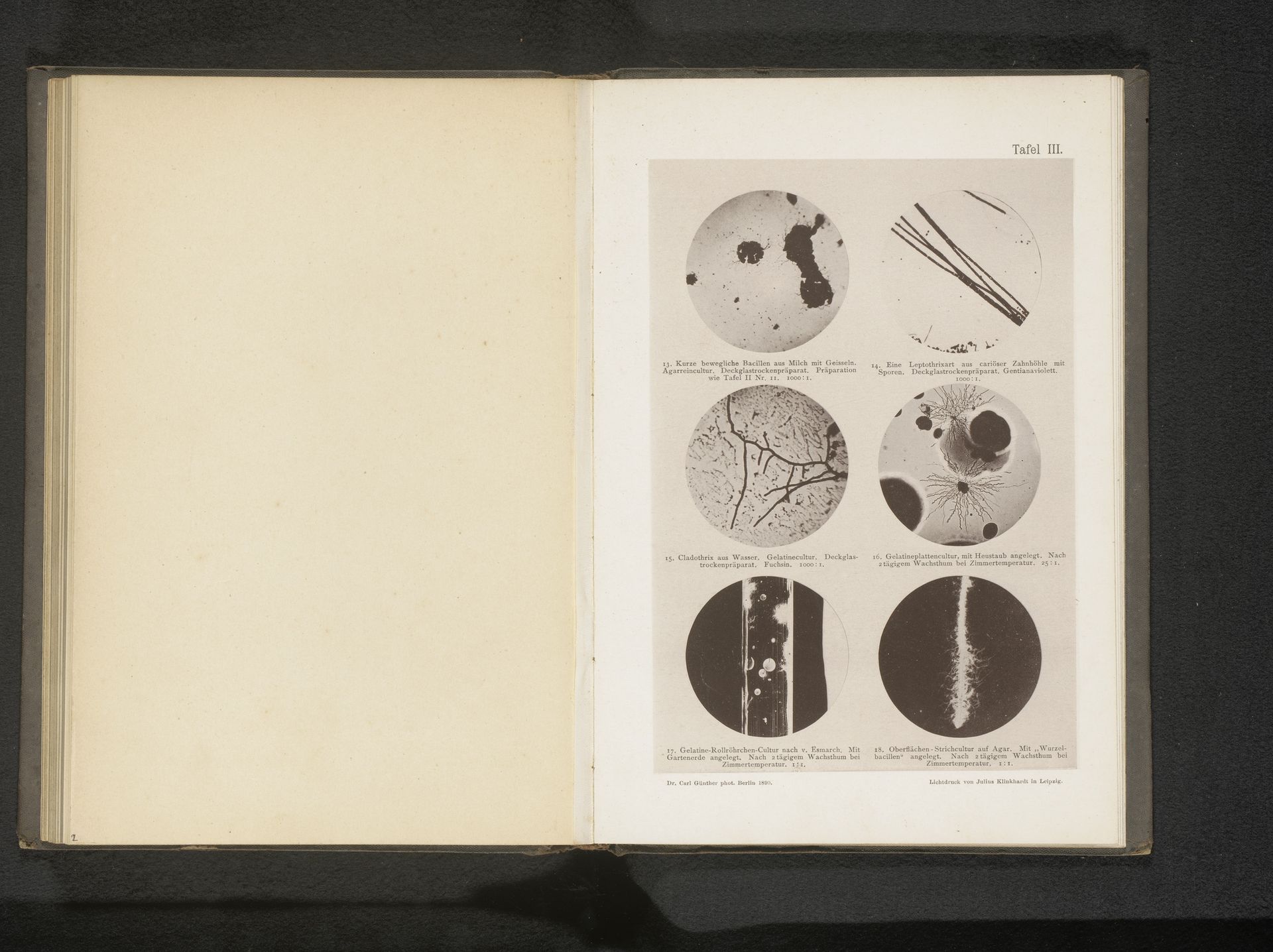 Zes microscoopopnamen van bacteriën, eubacteriën en bacillen by Carl Günther