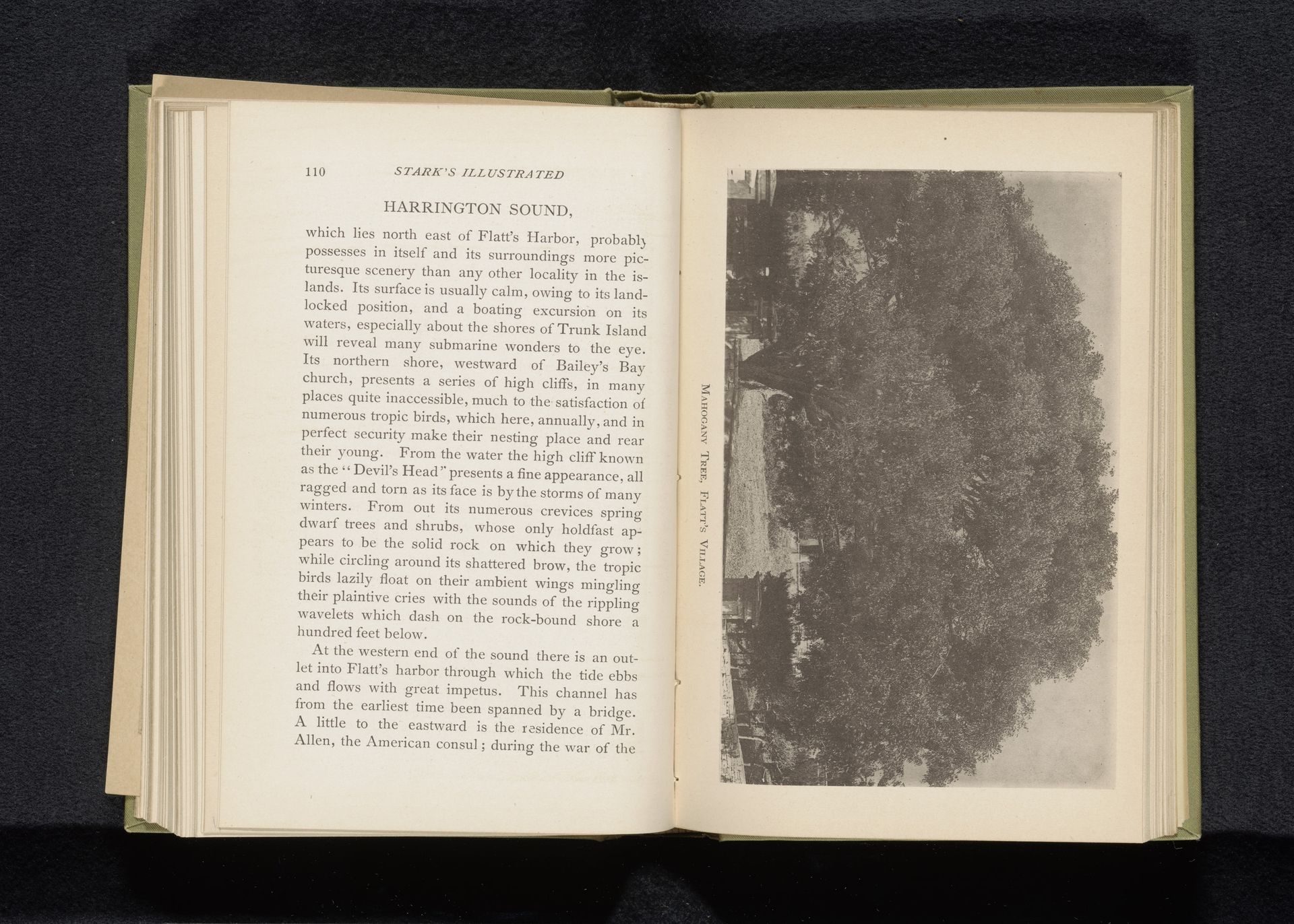 Mahogany tree, Flatt's Village by James H. Stark