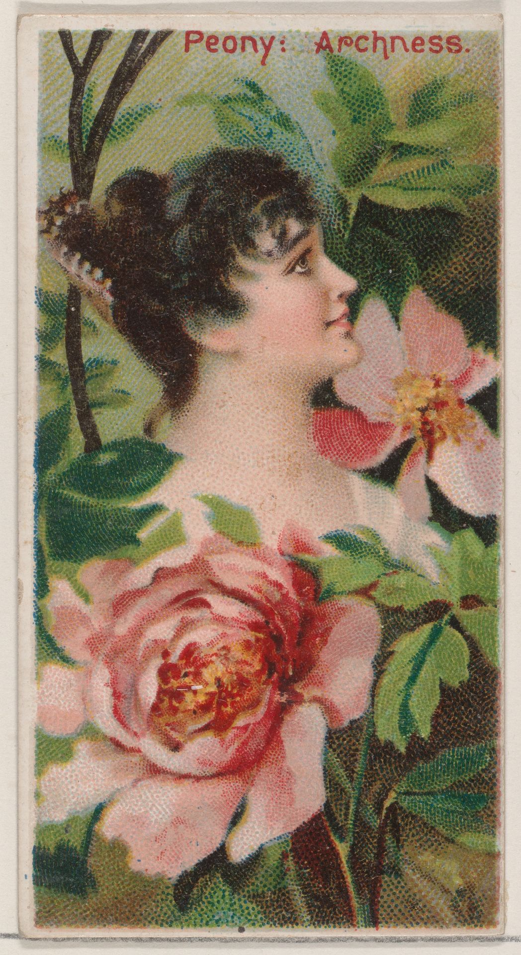 Peony: Archness, from the series Floral Beauties and Language of Flowers (N75) for Duke brand cigarettes by American Tobacco Company
