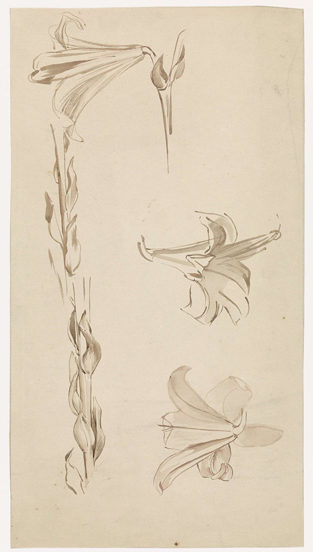 Studieblad met lelies by Antoon Derkinderen