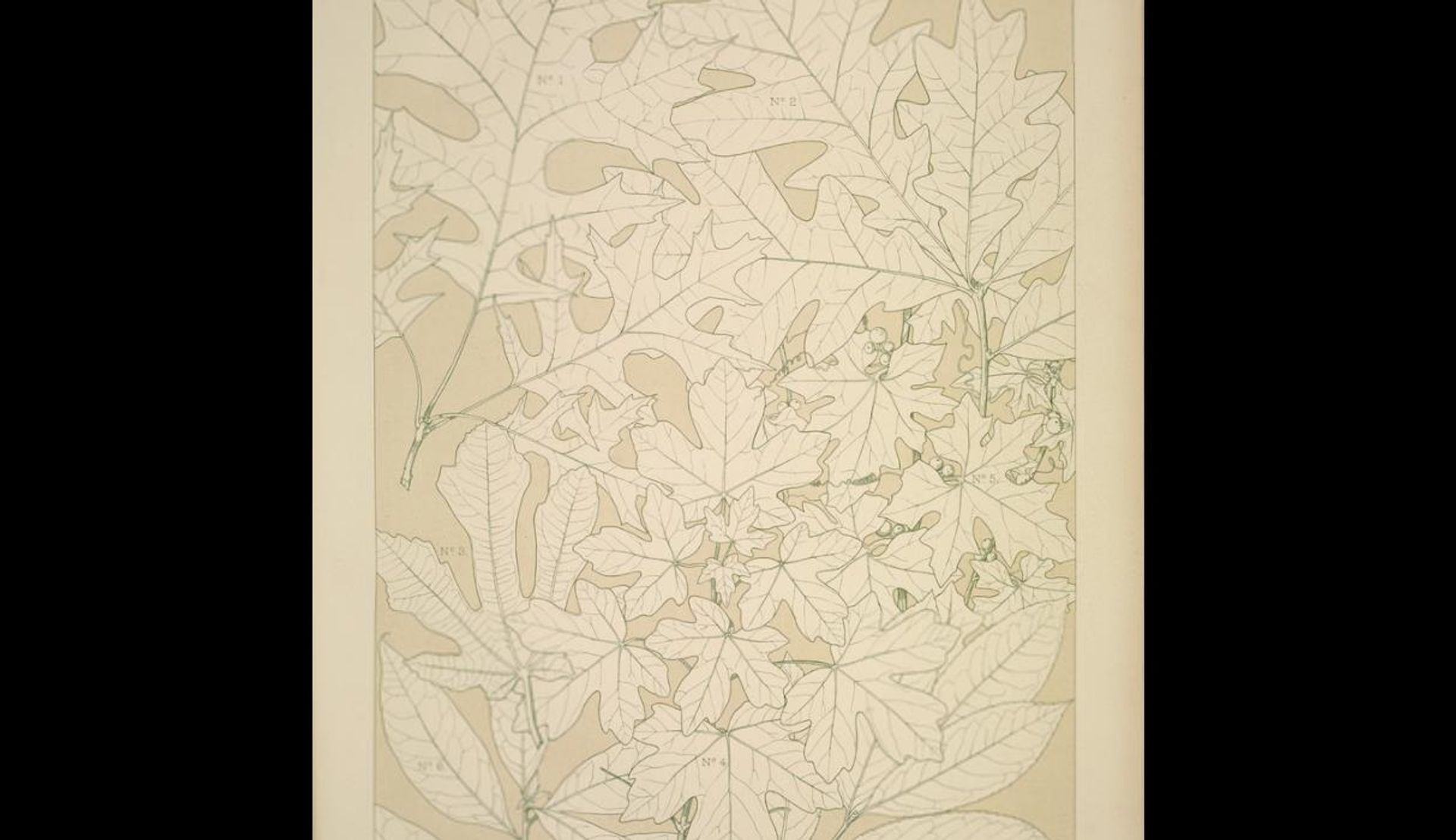 Leaves and Flowers from Nature Ornament no. 4. Leaves of the Oak, Fig Tree, Maple, White Bryony, Laurel, and Bay-tree, full size by Owen Jones