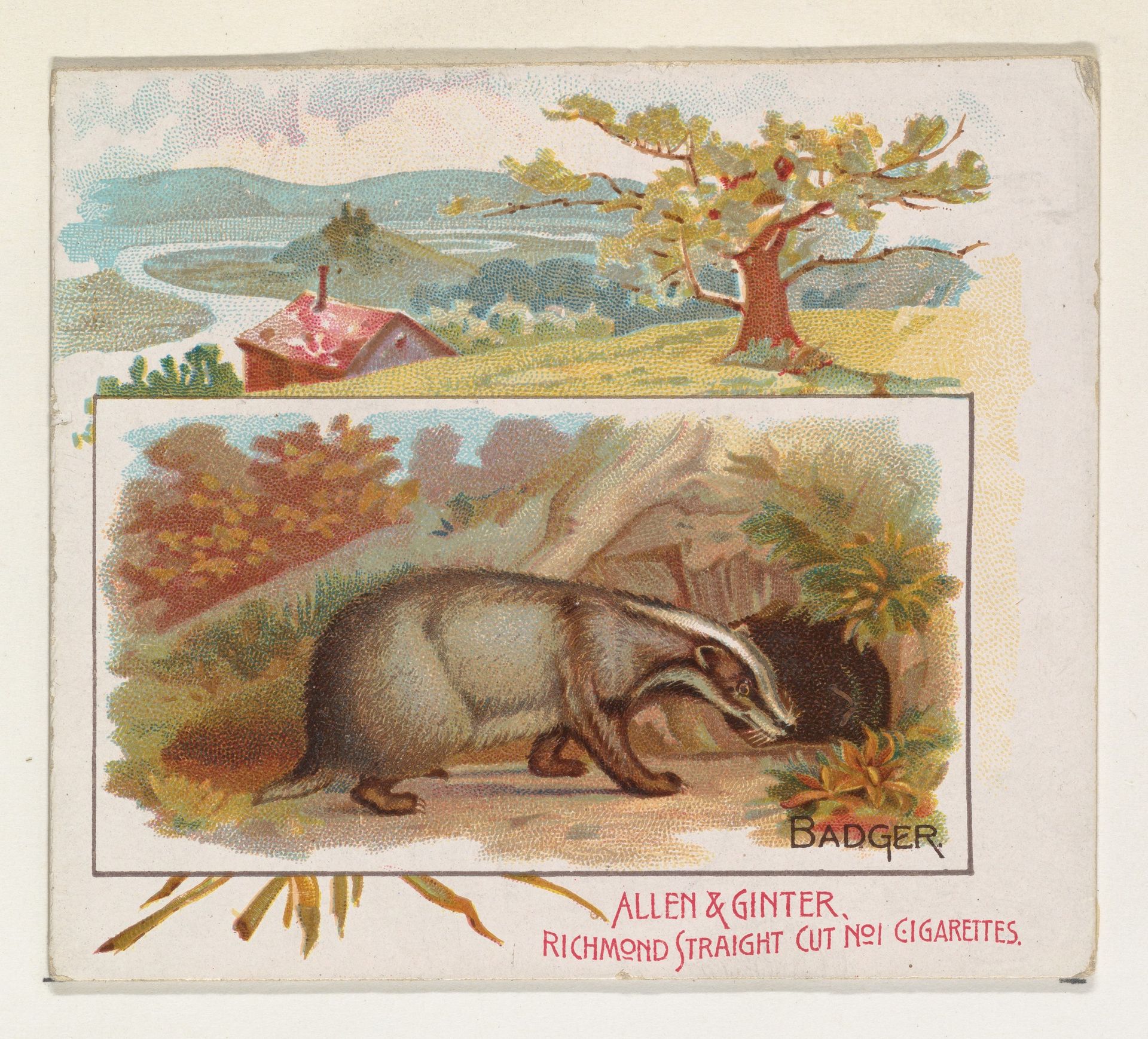 Badger, from Quadrupeds series (N41) for Allen & Ginter Cigarettes by Allen & Ginter