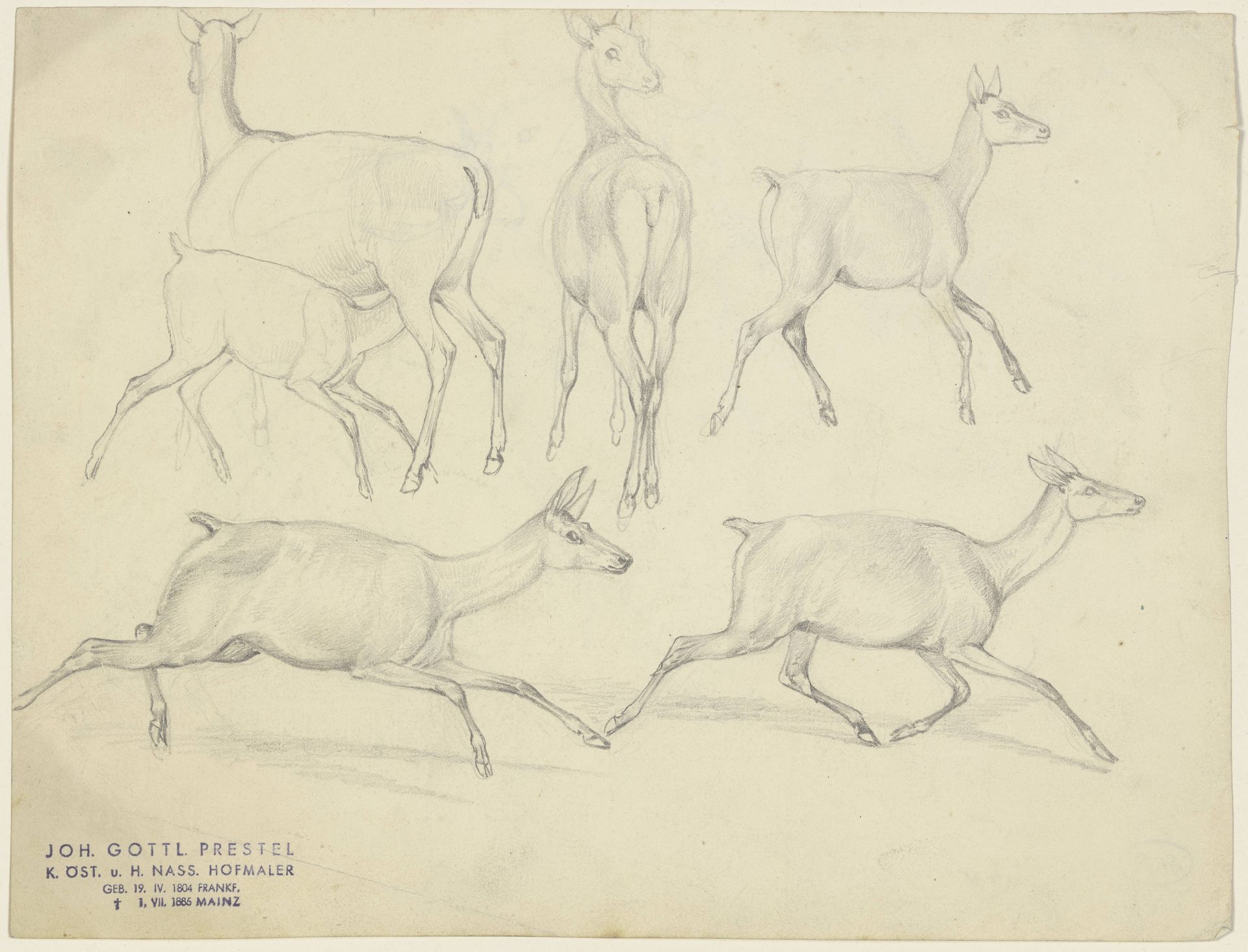 Study sheet_ Chamois by Johann Erdmann Gottlieb Prestel