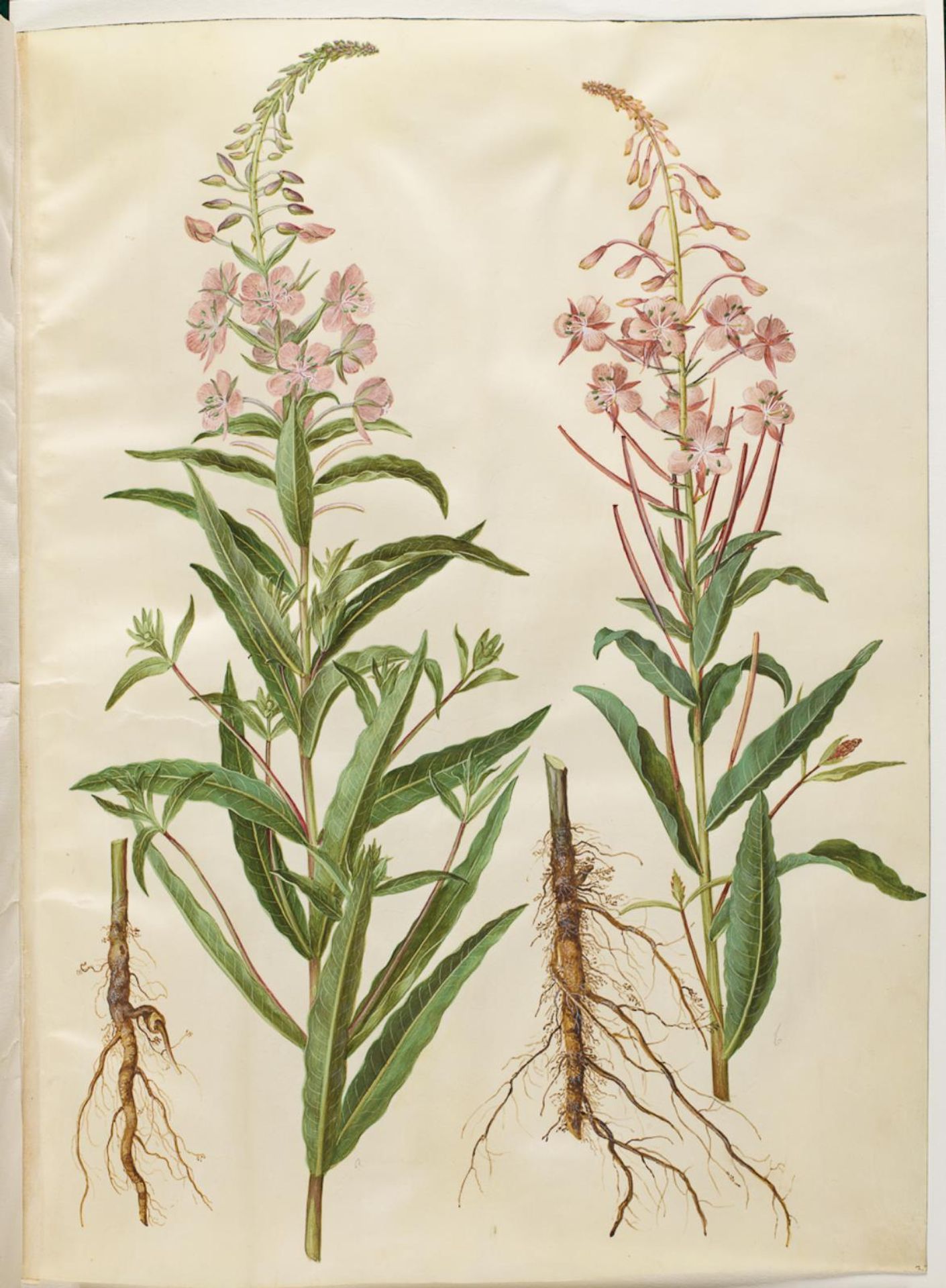 Chamerion angustifolium (smalbladet gederams) by Hans Simon Holtzbecker