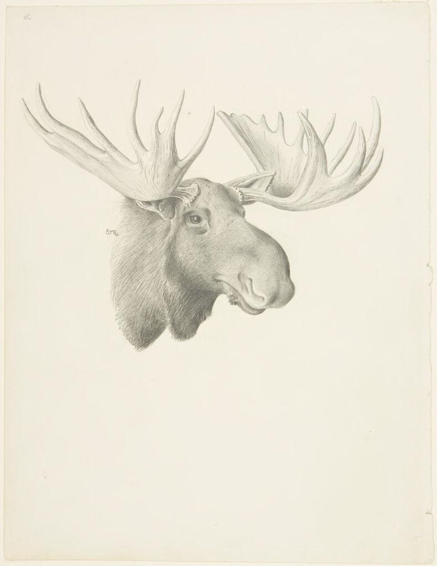 Head of a Moose by William Rowan