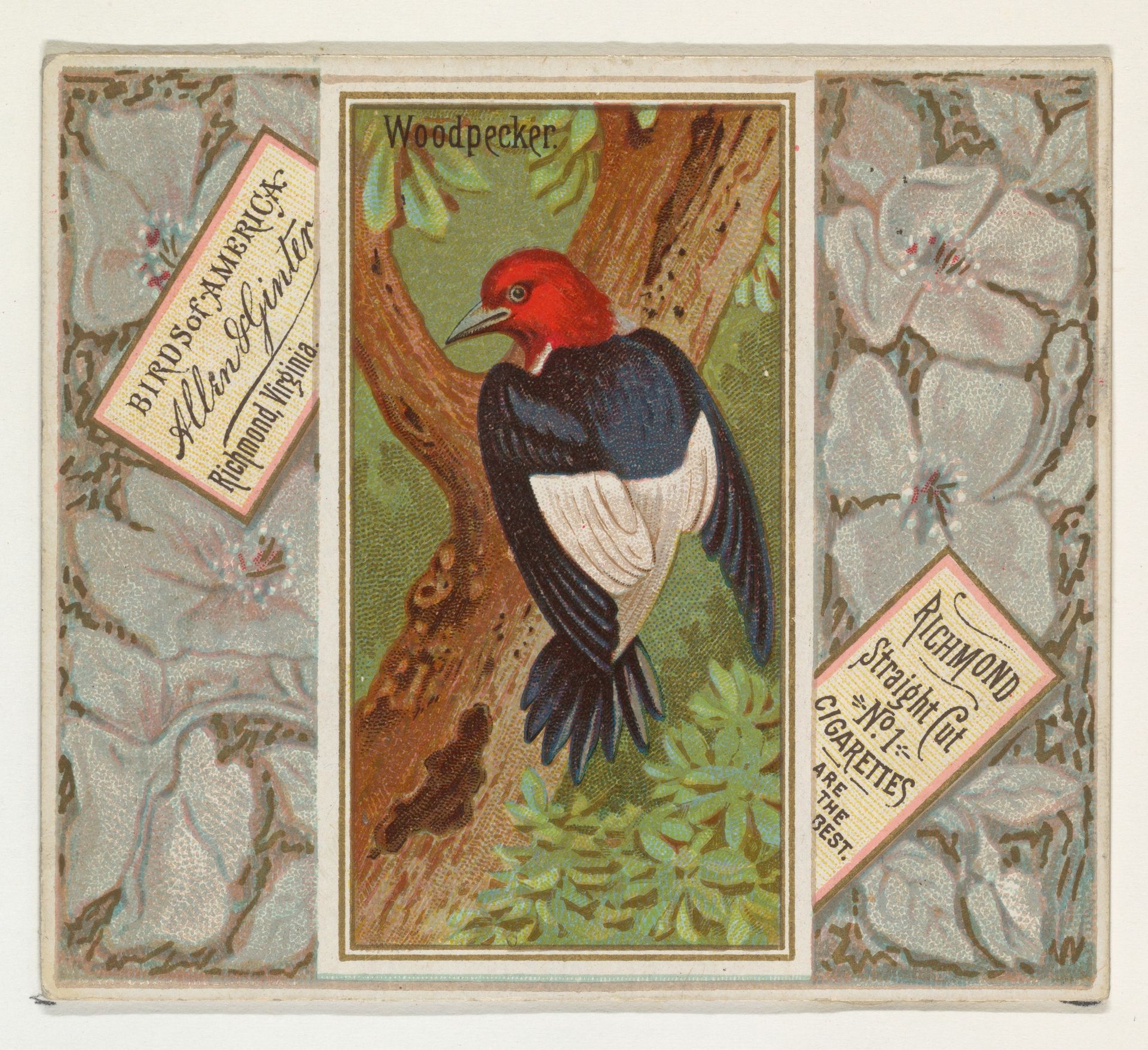 Woodpecker, from the Birds of America series (N37) for Allen & Ginter Cigarettes by Allen & Ginter