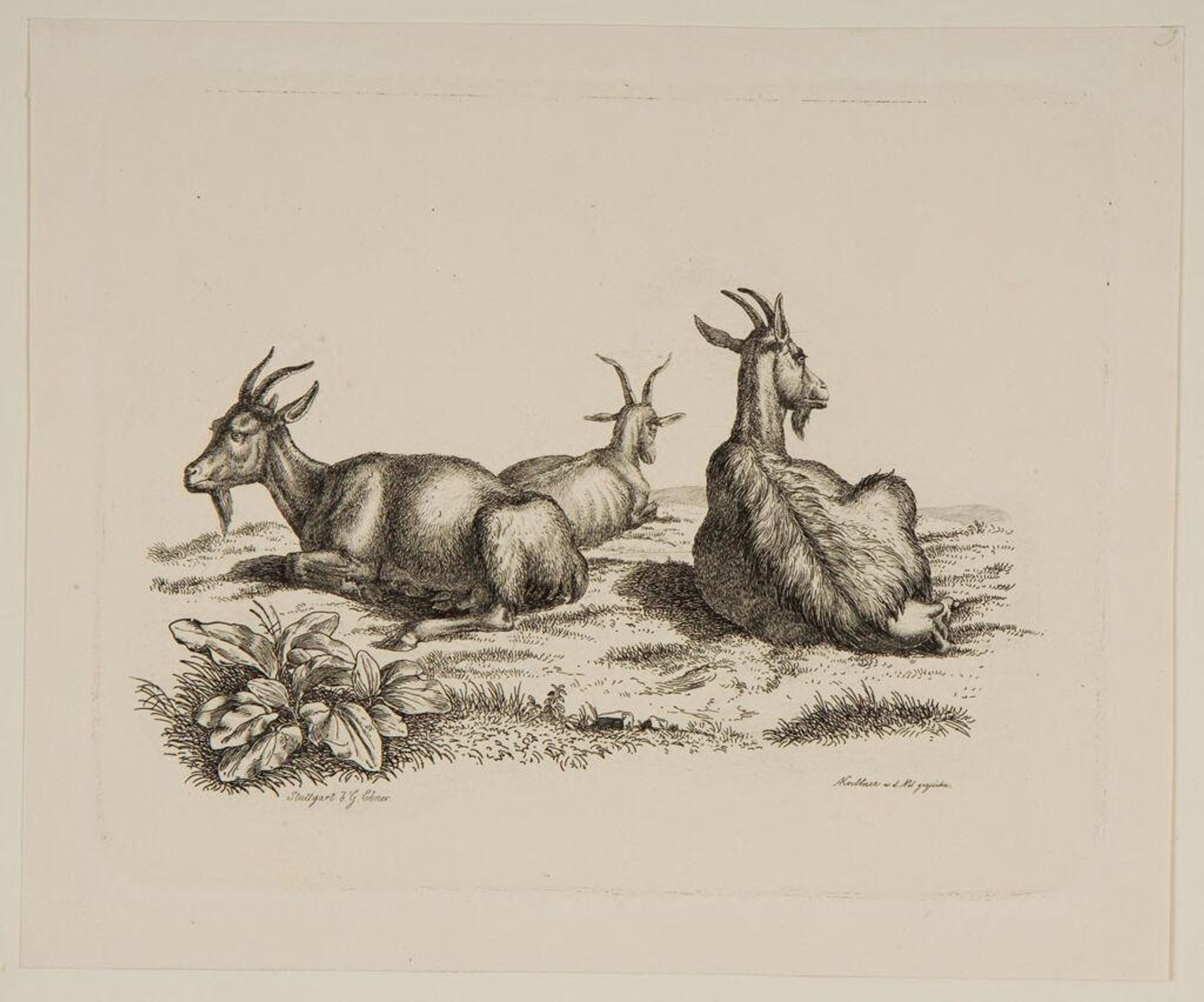 Goats by August Koellner