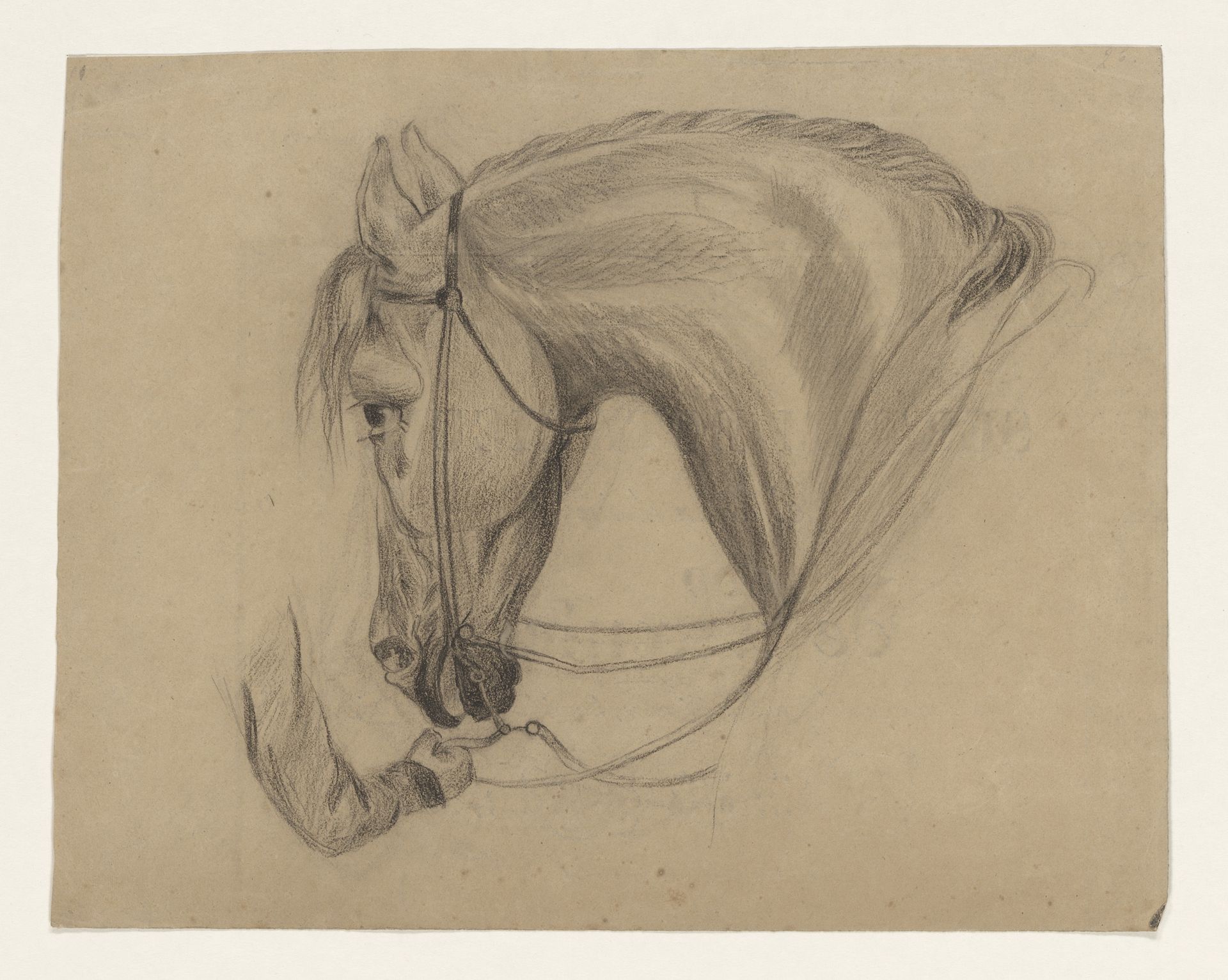 Hoofd van een paard, naar links by Johannes Tavenraat