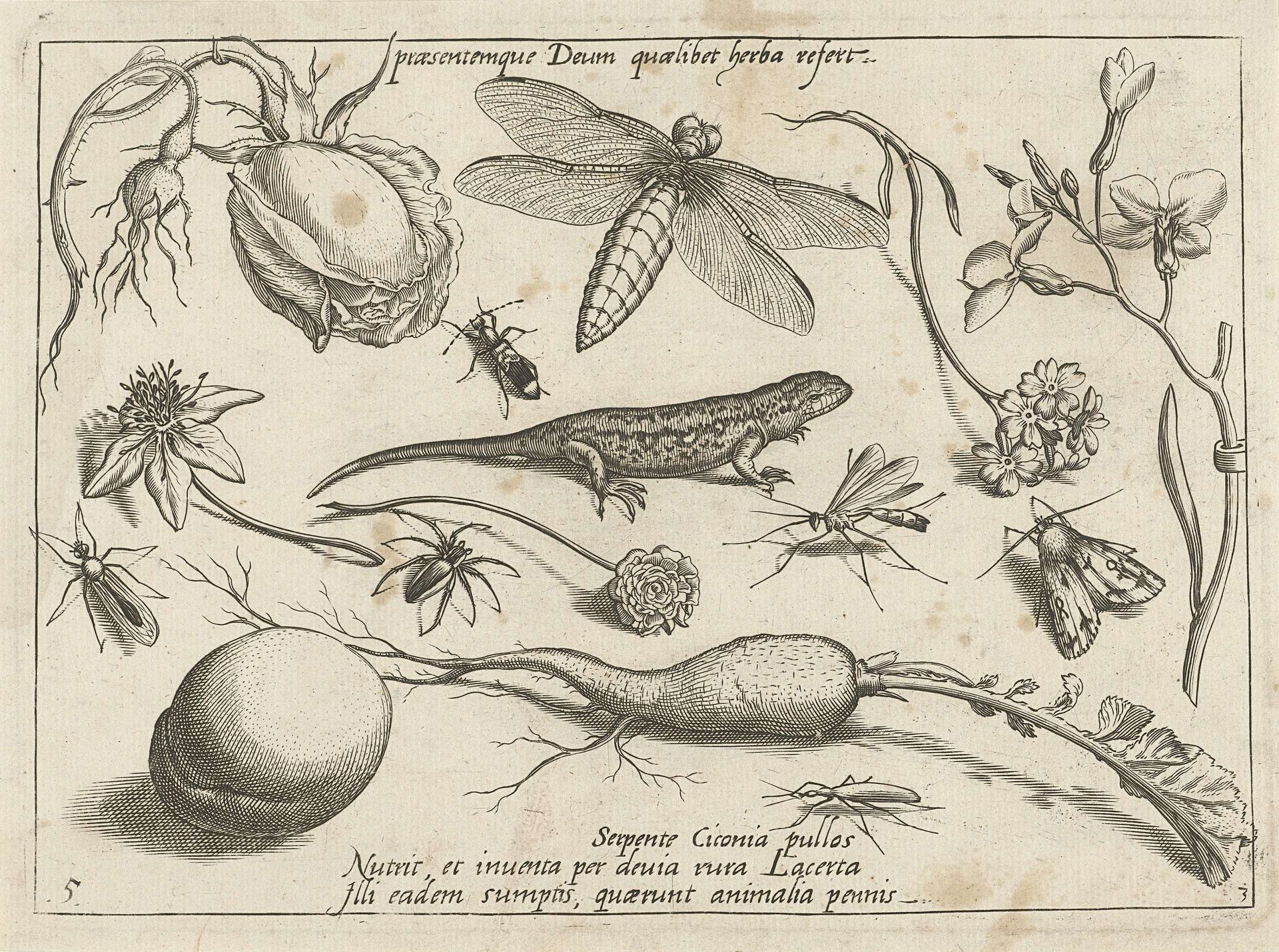 Dieren, planten en vruchten rond een hagedis by Jacob Hoefnagel