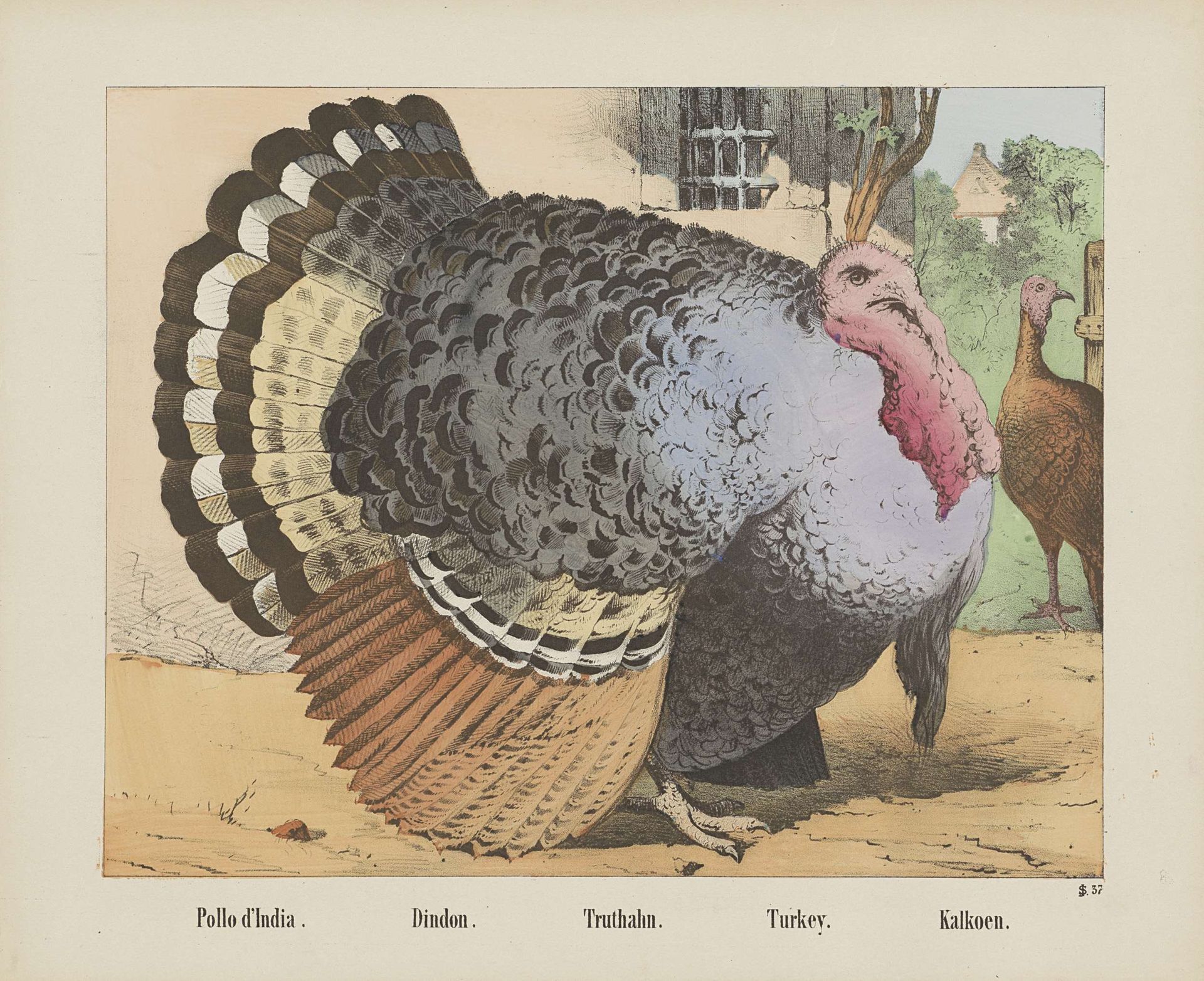 Pollo d'India. / Dindon. / Truthahn. / Turkey. / Kalkoen by firma Joseph Scholz
