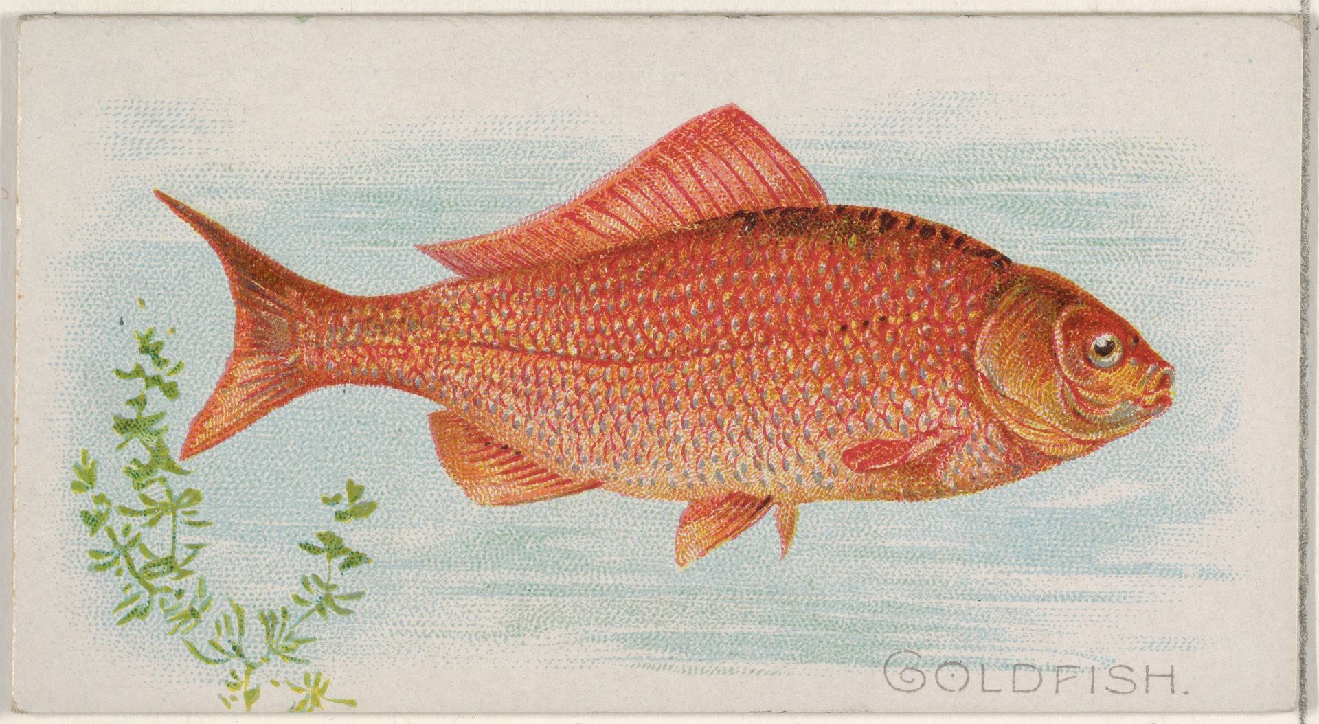 Goldfish, from the Fish from American Waters series (N8) for Allen & Ginter Cigarettes Brands by Allen & Ginter
