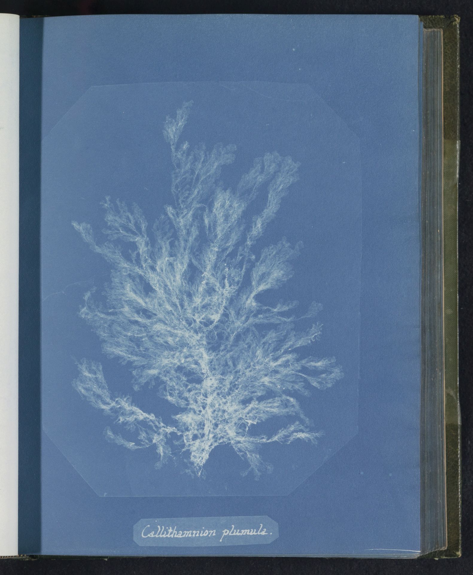 Callithamnion plumula by Anna Atkins