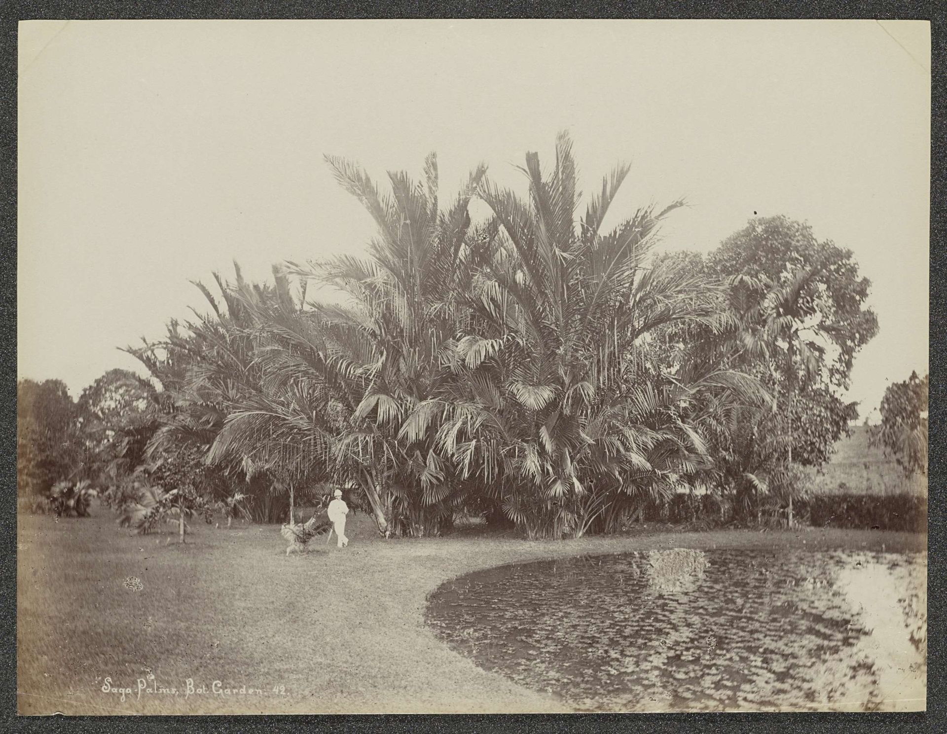 Man poserend voor sagopalmen in de botanische tuin van (vermoedelijk) Singapore by G.R. Lambert & Co.
