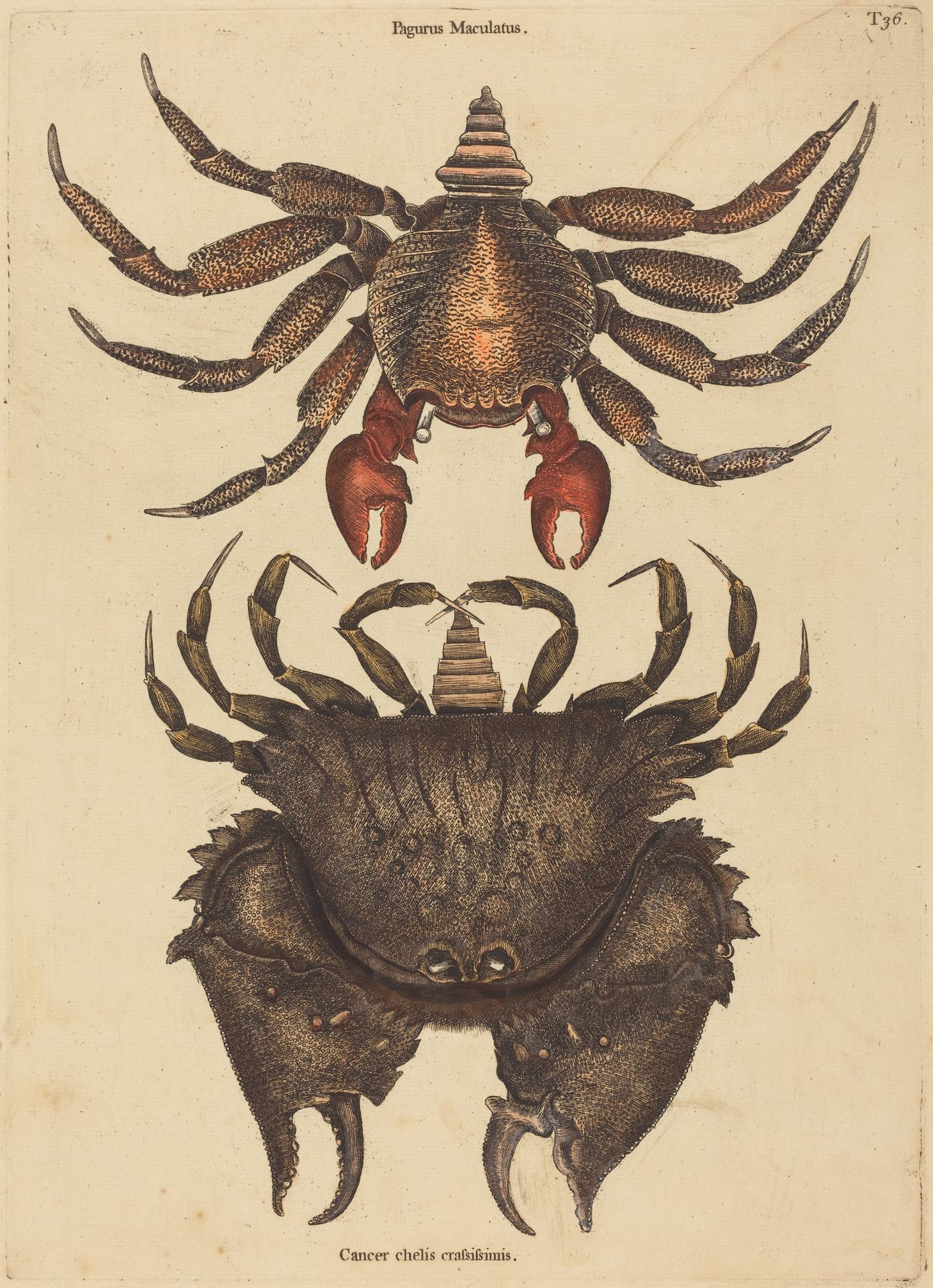 The Red Mottled Rock-crab (Cancer grapsus) by Mark Catesby