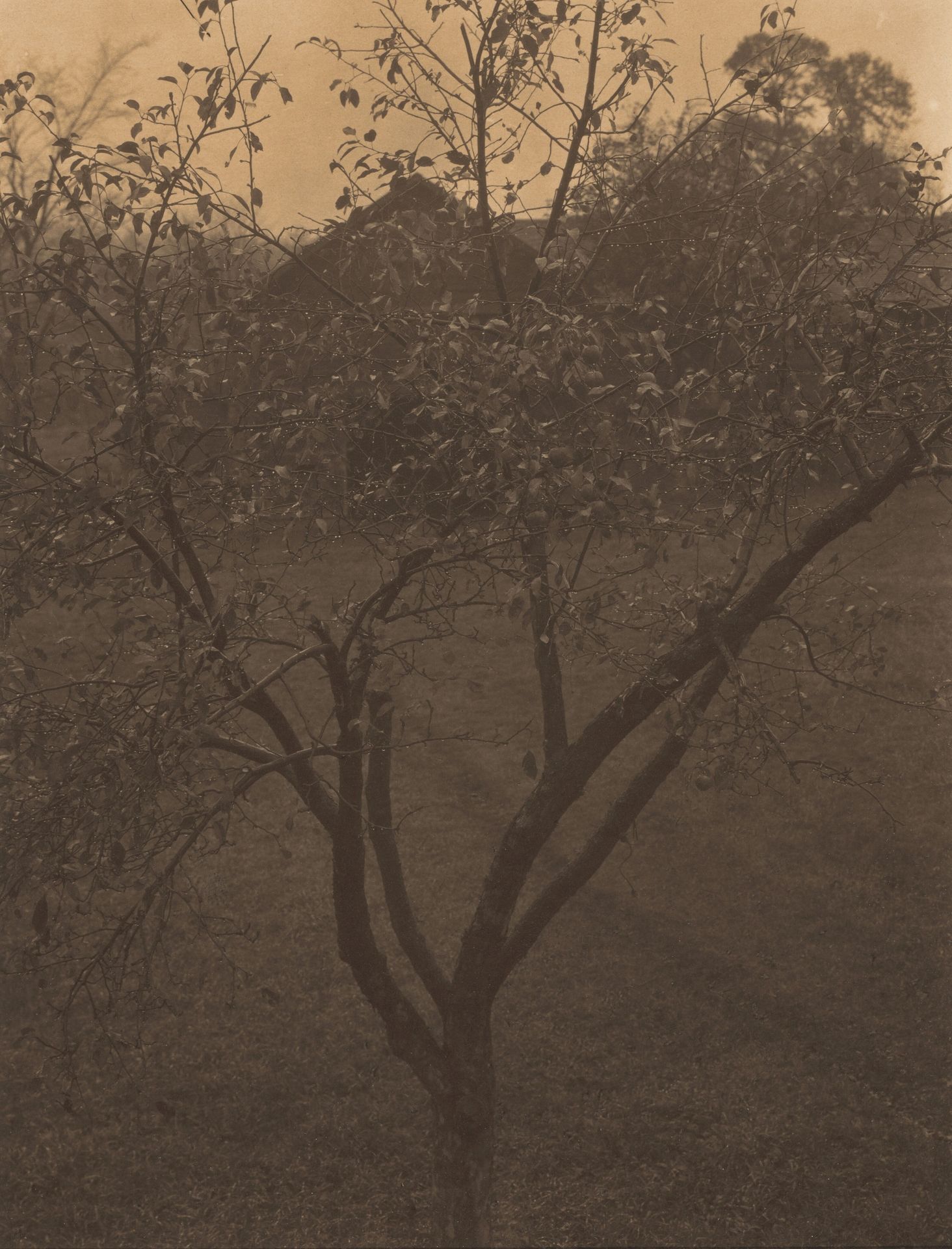 Plum Tree, Lake George or Rain Drops, Apple Tree by Alfred Stieglitz