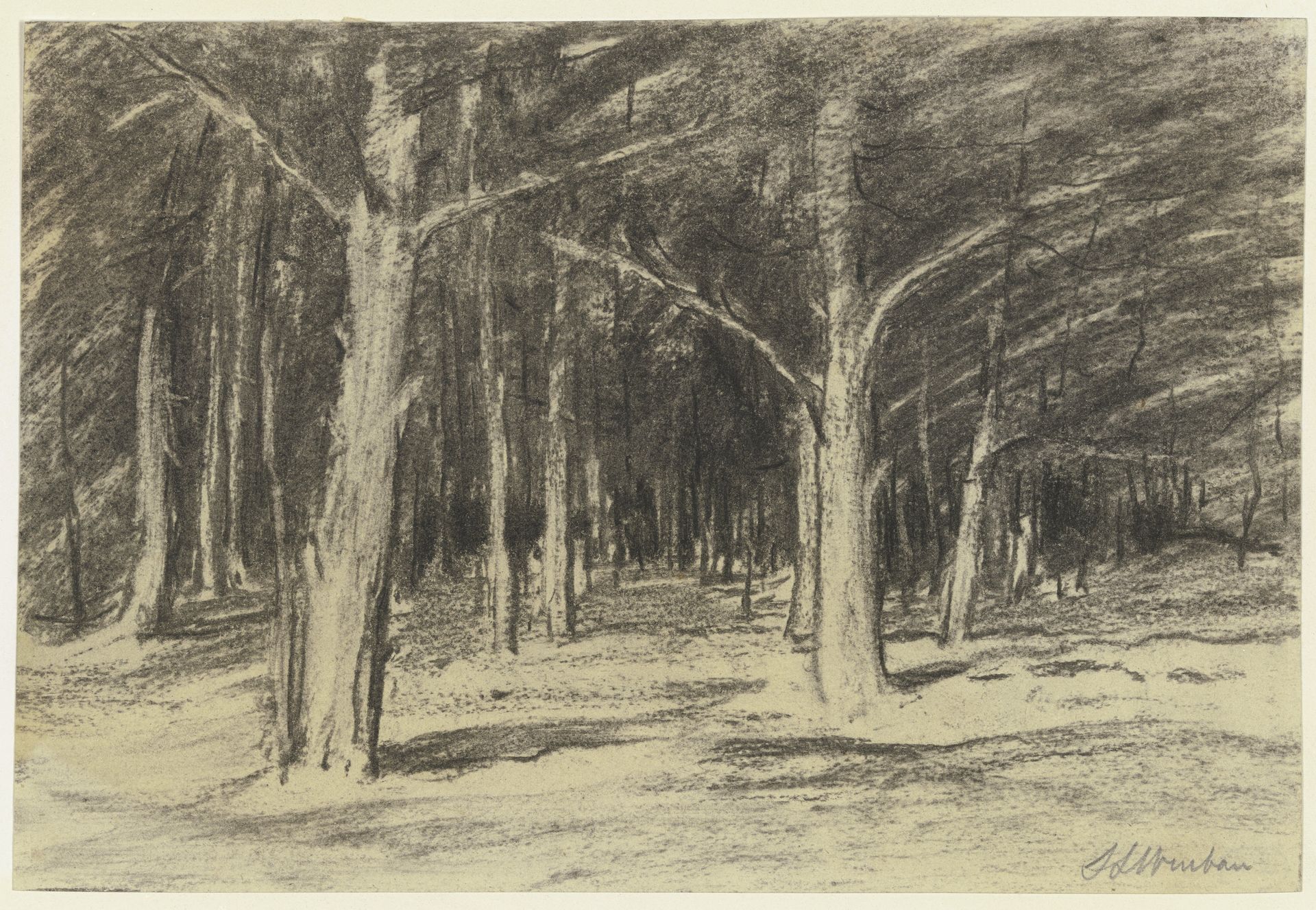 Forest by Sion Longley Wenban