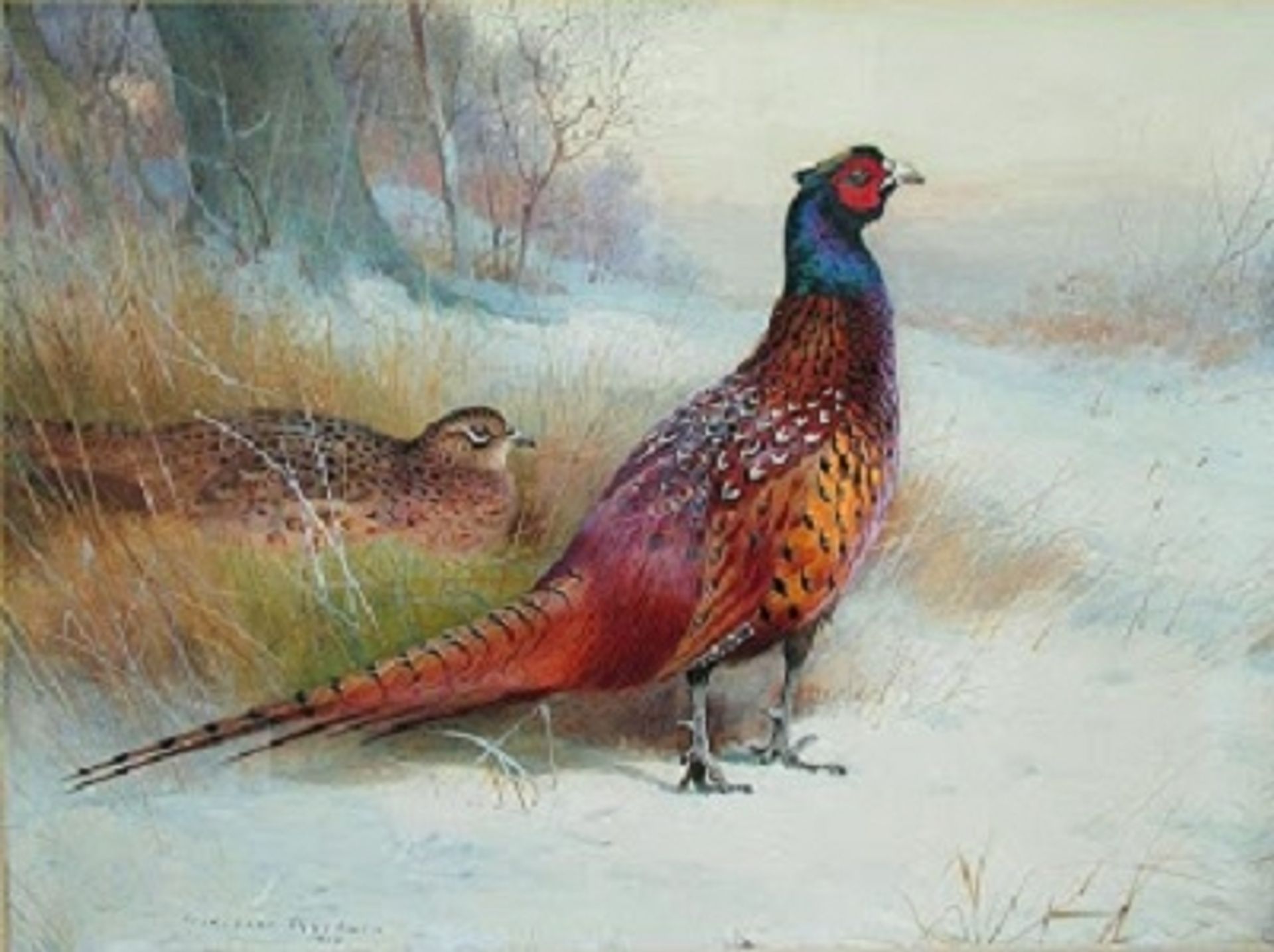 Old English Pheasant by Archibald Thorburn