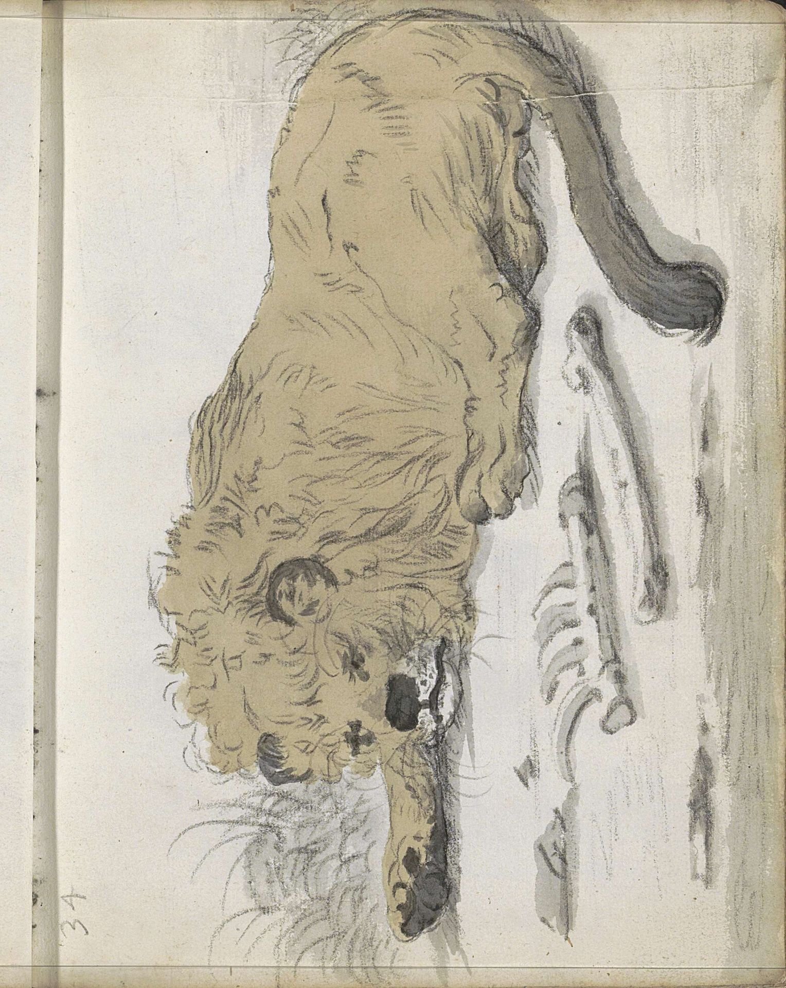 Liggende leeuw by Cornelis Saftleven