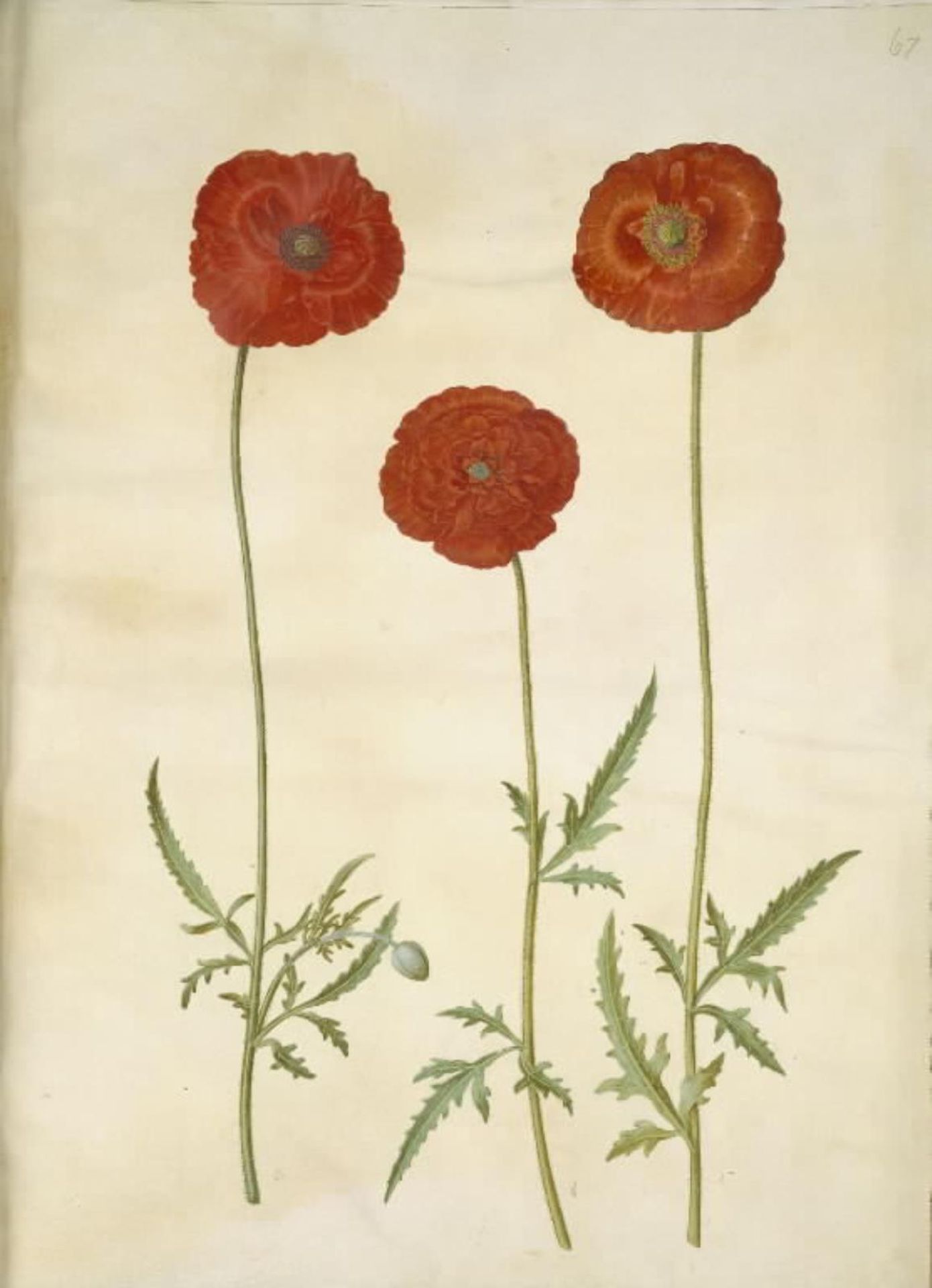 Papaver rhoeas (korn-valmue) by Hans Simon Holtzbecker