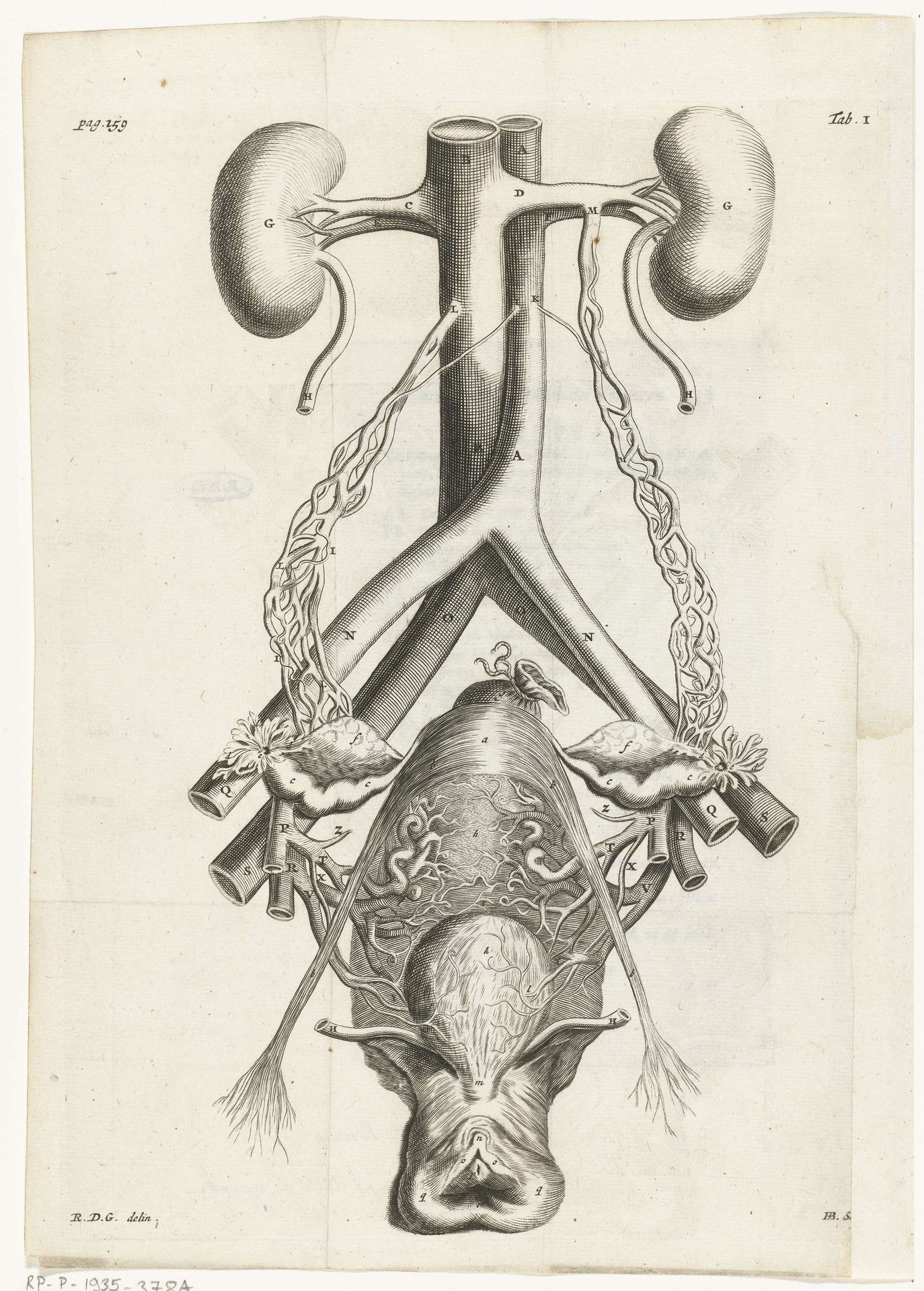 Anatomische afbeelding van de vrouwelijke geslachtsorganen en de nieren by Hendrik Bary