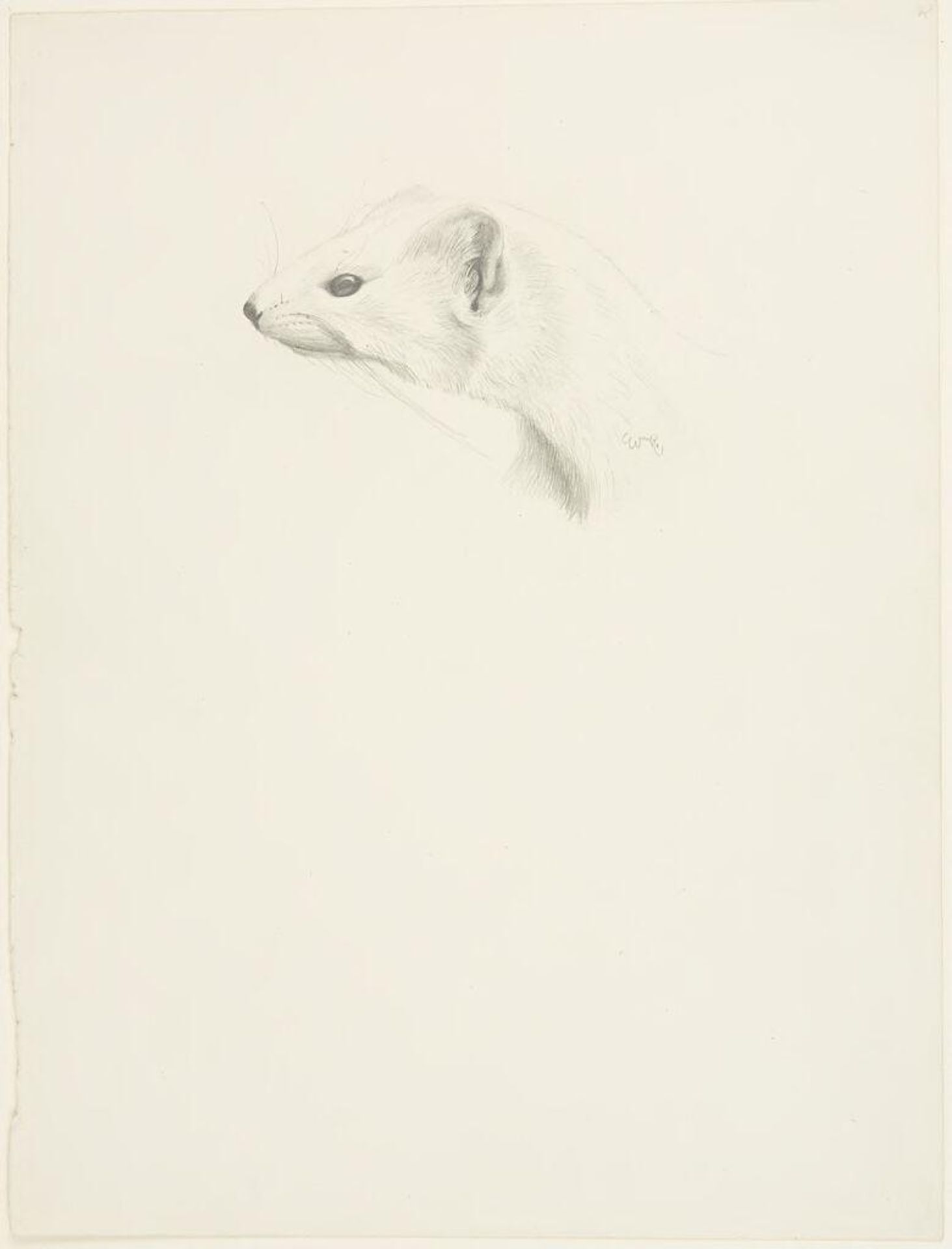 Head of a Weasel by William Rowan