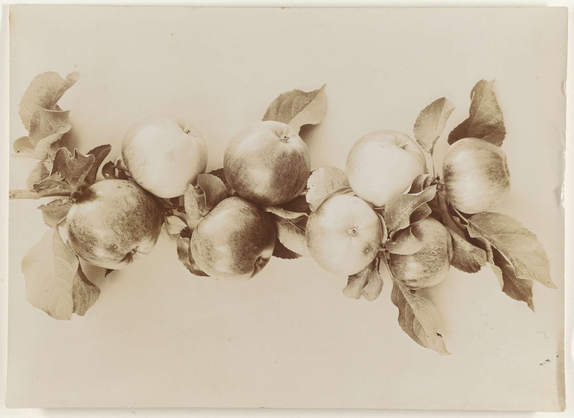 Tak met appels by Richard Tepe