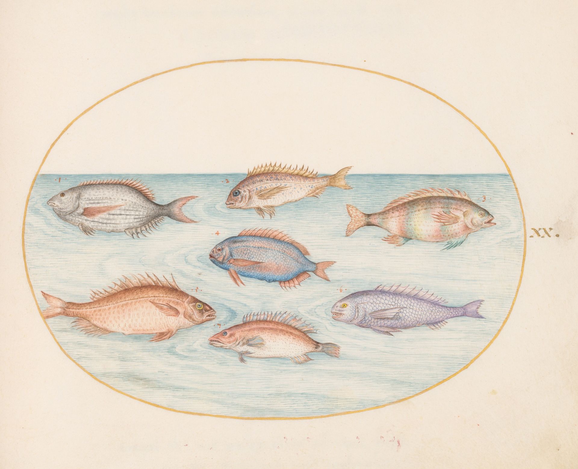 Plate 20: Sea Bream, Dentex, Sargo, and Other Fish by Joris Hoefnagel