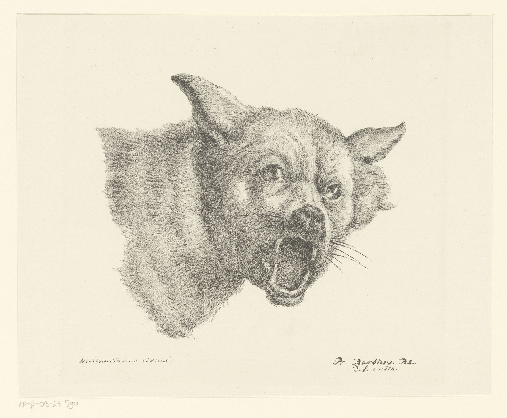 Kop van een wolf of hond by Pieter Bartholomeusz. Barbiers